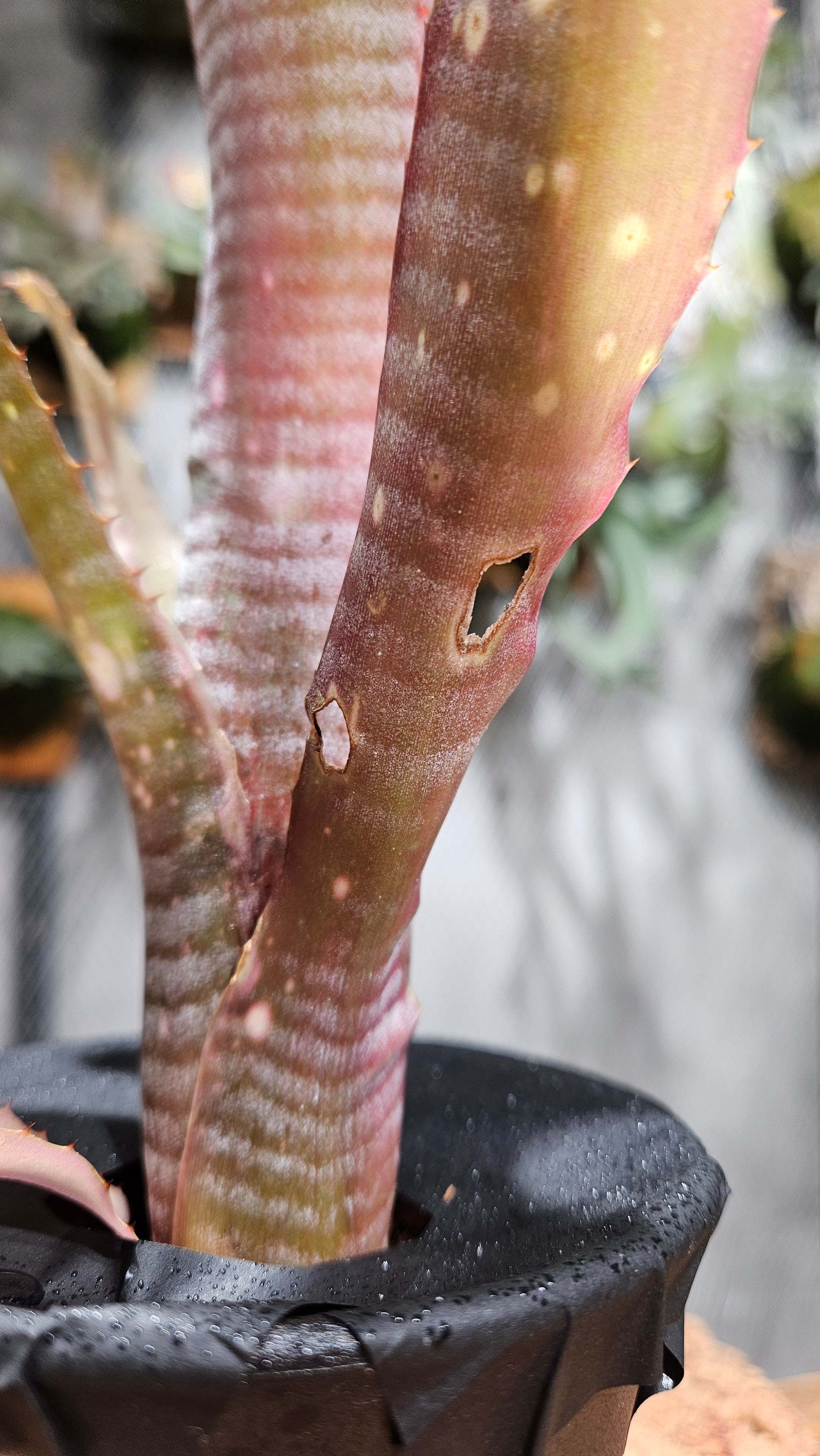 Billbergia. Kolan Jewel【artPLANTs/PLANTS GARAGE】 タンク