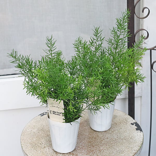 希少☆1 トラベシア トレベシア パルマータ 5号 観葉植物 レア植物