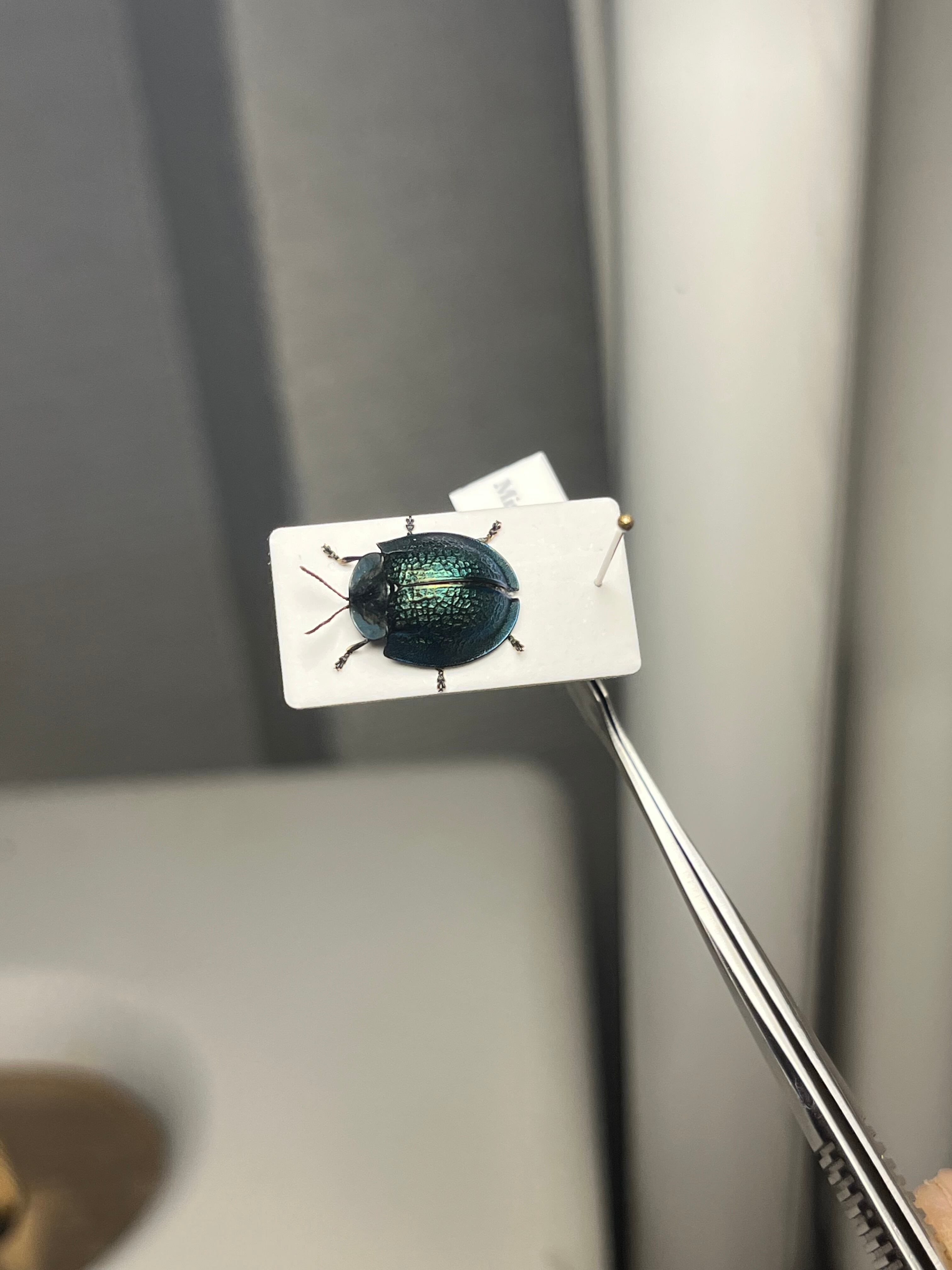ブローチハムシ 甲虫タマムシスハンダエコガネムシオサムシカメムシ