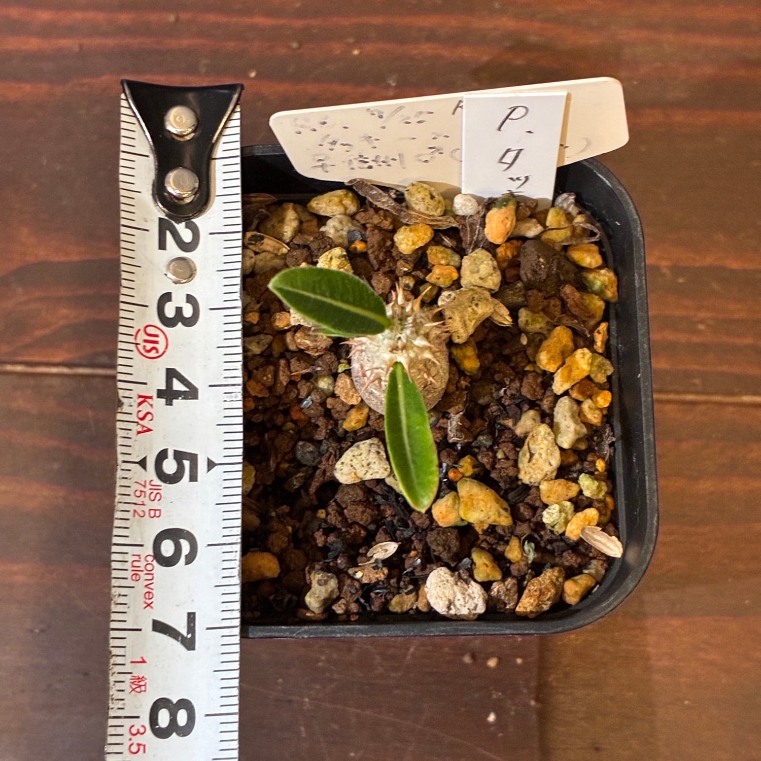 新着3日限定10%OFF】パキポディウム タッキー【1171】 | PROTOLEAF