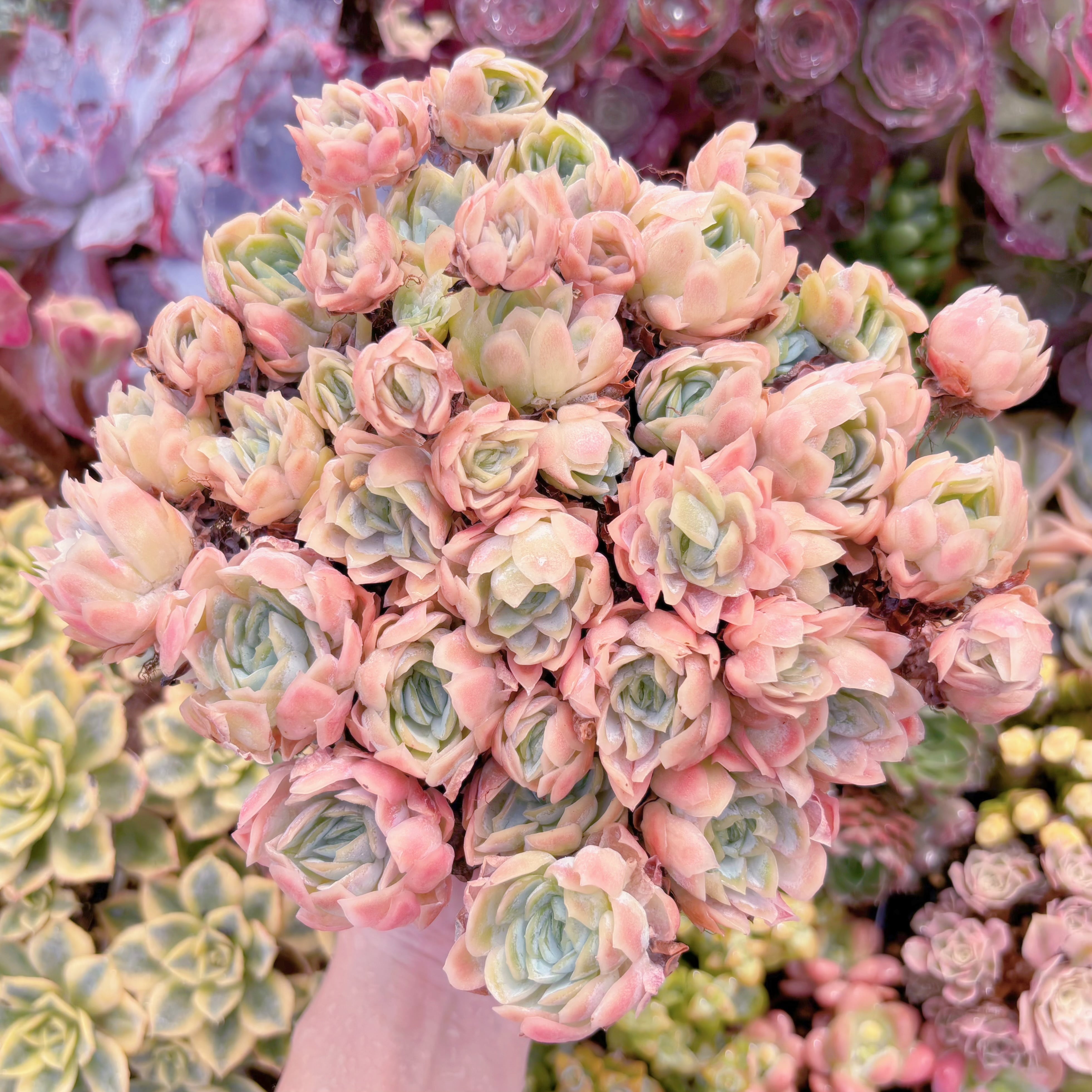 現品 クィーンローズ覆輪錦#893 特大群生 るる農園 | るる農園~多肉
