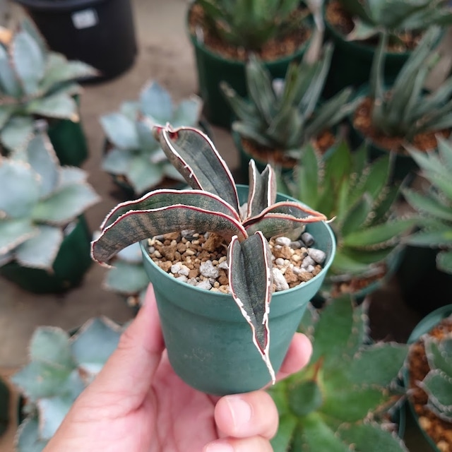 No.2 Sansevieria hallii Pink Bat サンスベリア ピンクバット 子株付き