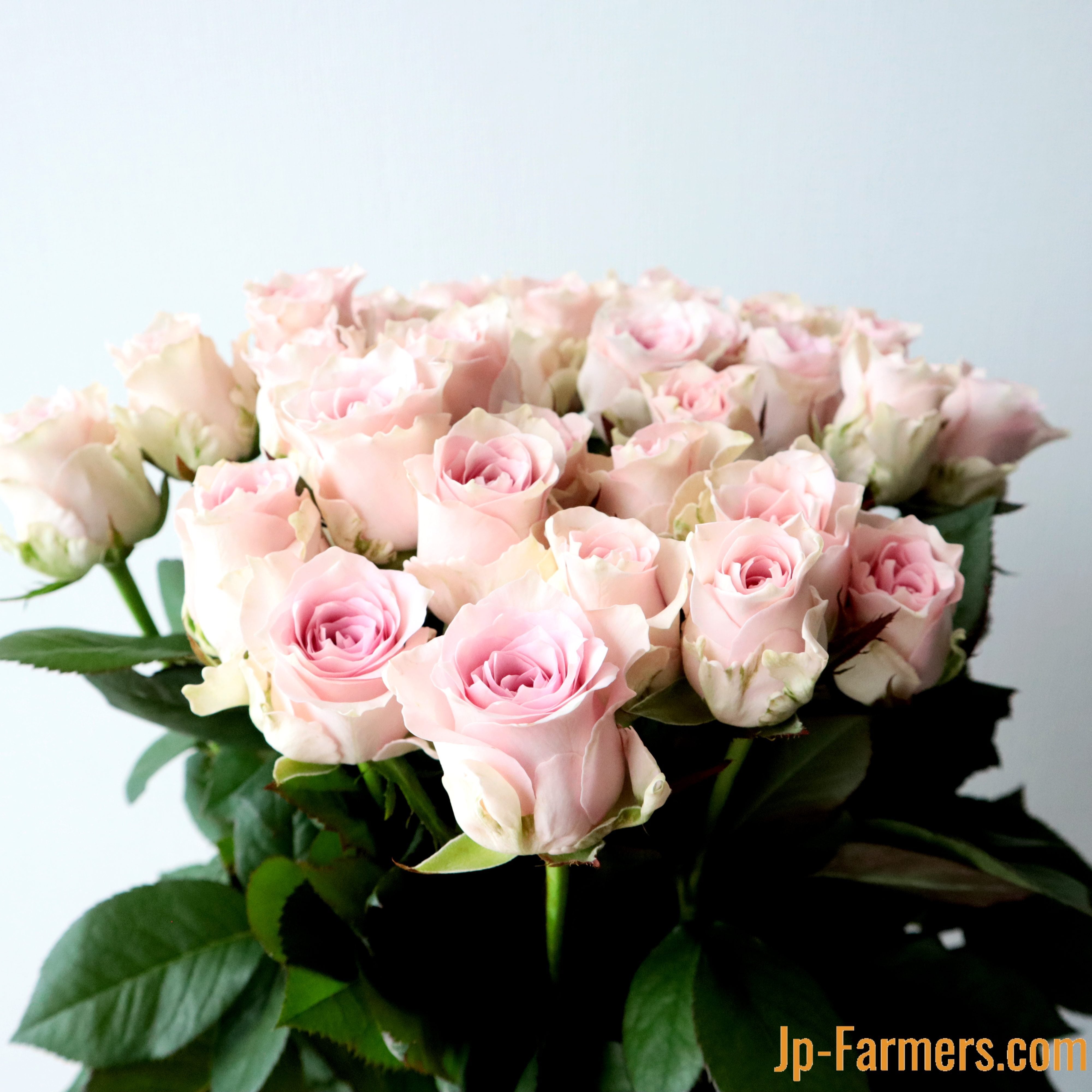 国産 ピンクバラ30本！ 品種はこちらにおまかせ | 新鮮お花問屋 Jp