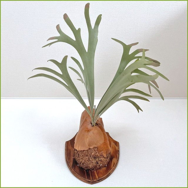 ビカクシダ 白ビフ 板付 【観葉植物 壁掛け コウモリラン】