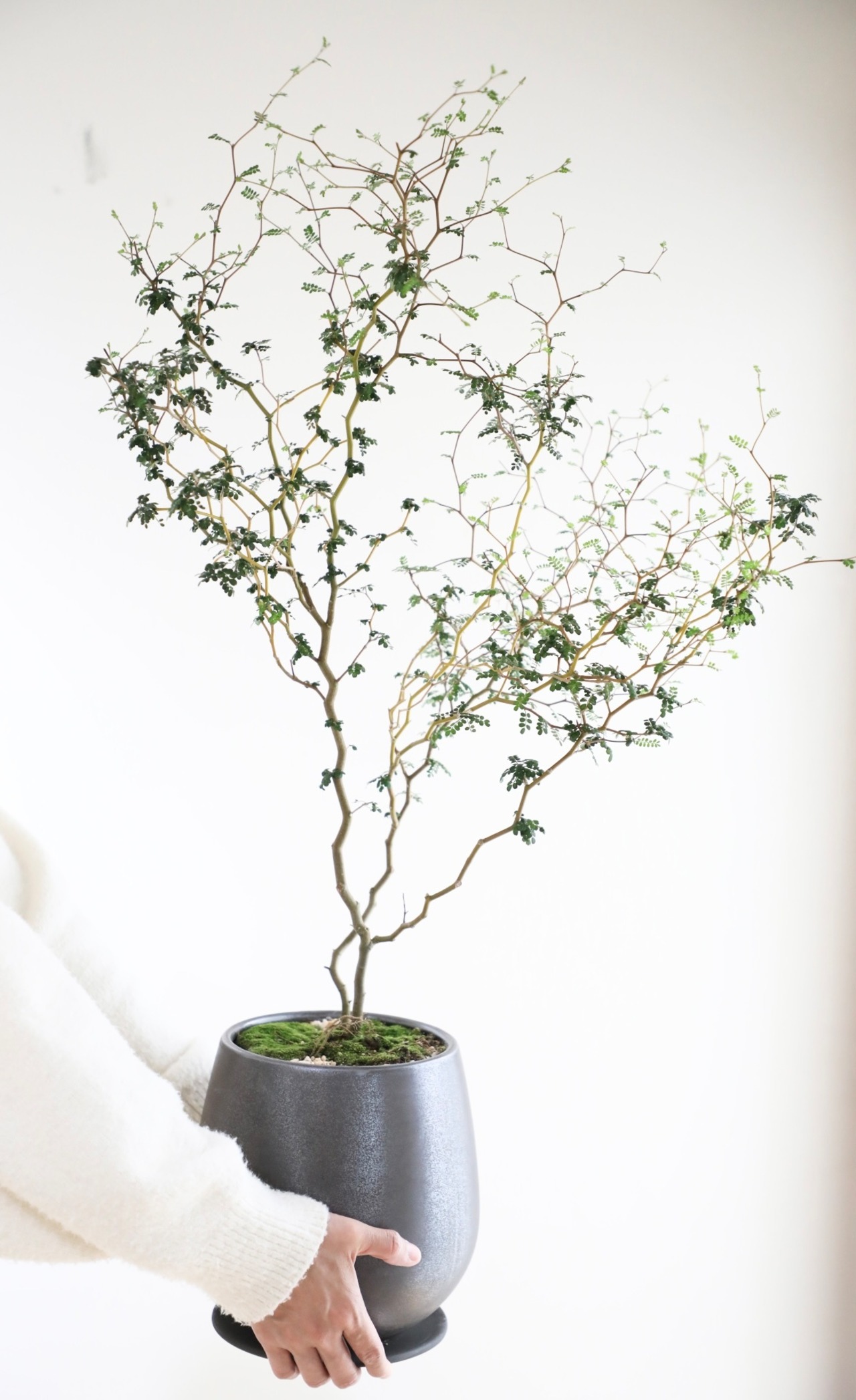 【L】ソフォラ リトルベイビー/Sophora prostrata Little Baby　※陶器鉢付き