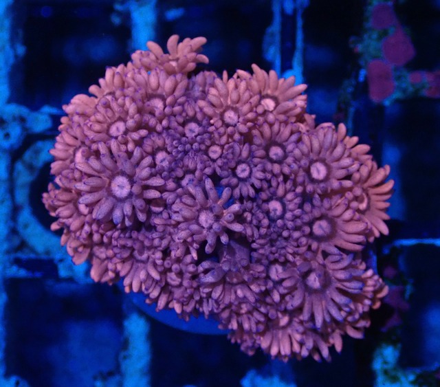 Goniopora FromMakassar Pink 13