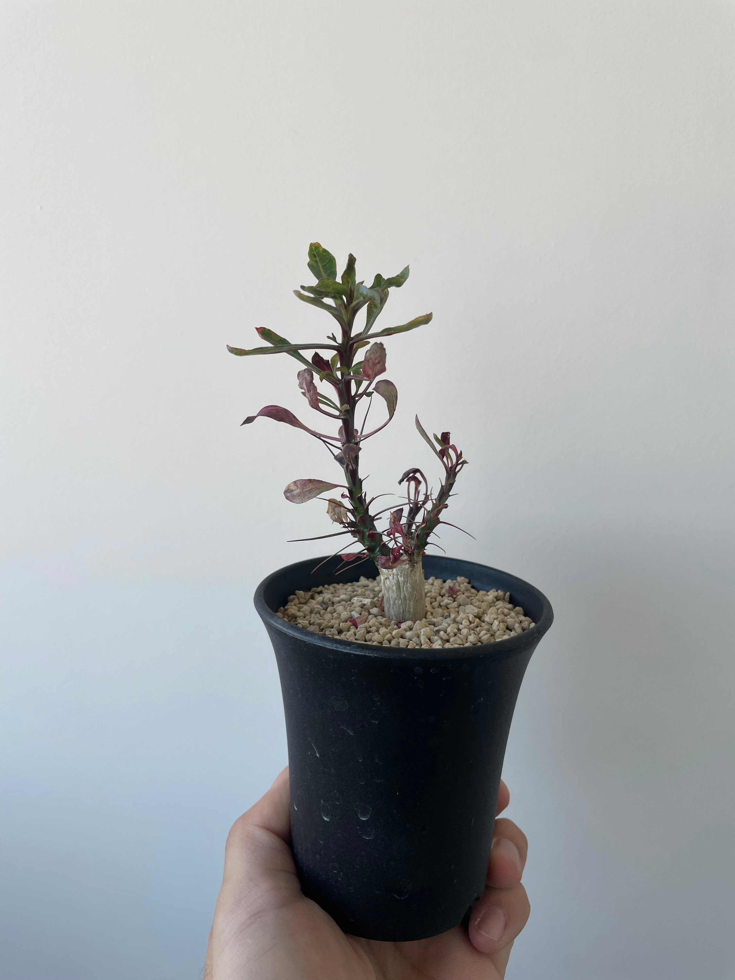 新着】Fouquieria fasciculata 10【激レア塊根・ぷっくり選抜実生株