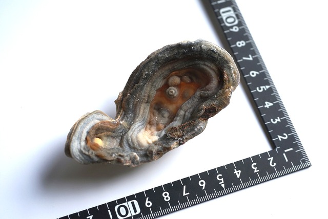 コンシャ・アゲート　Concha Agate