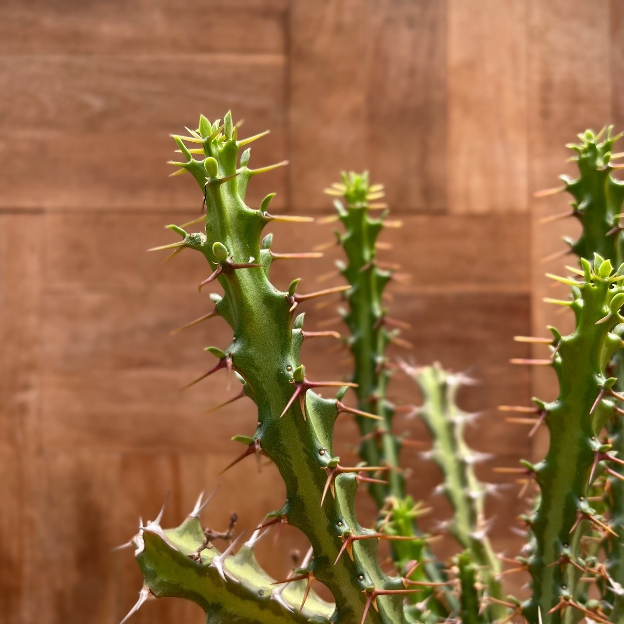 Euphorbia knuthii【ユーフォルビア・クンチー】