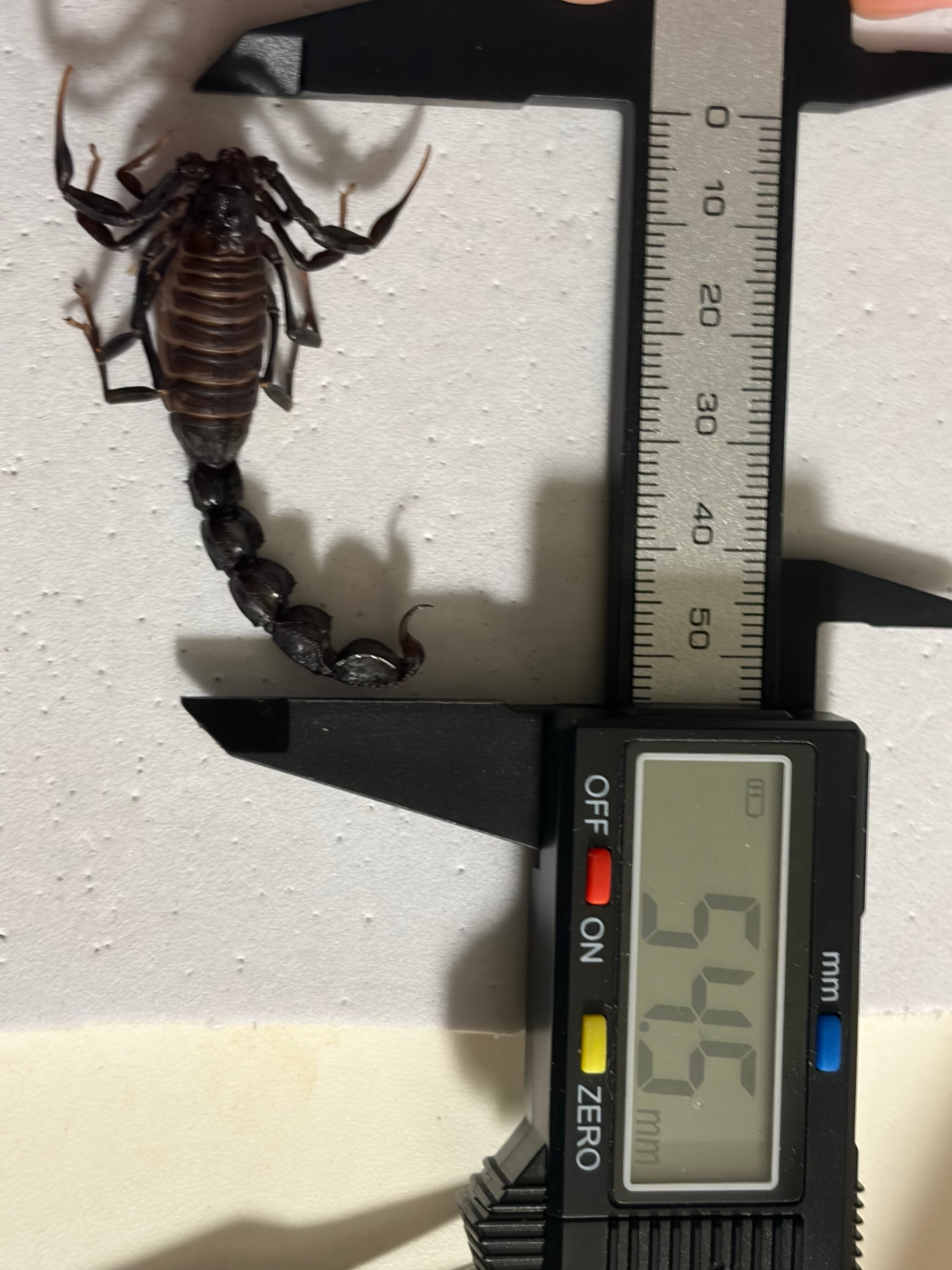 ブラックファットテールスコーピオン標本 全長5cm程 タランチュラ