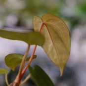 アンスリウム・ミシェル × エースオブスペード / Anthurium 'Michelle'× A. Ace of Spade③│観葉植物