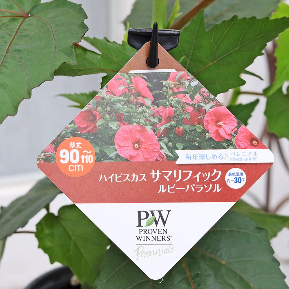 花苗 PW ハイビスカス サマリフィック ルビーパラソル クッキー
