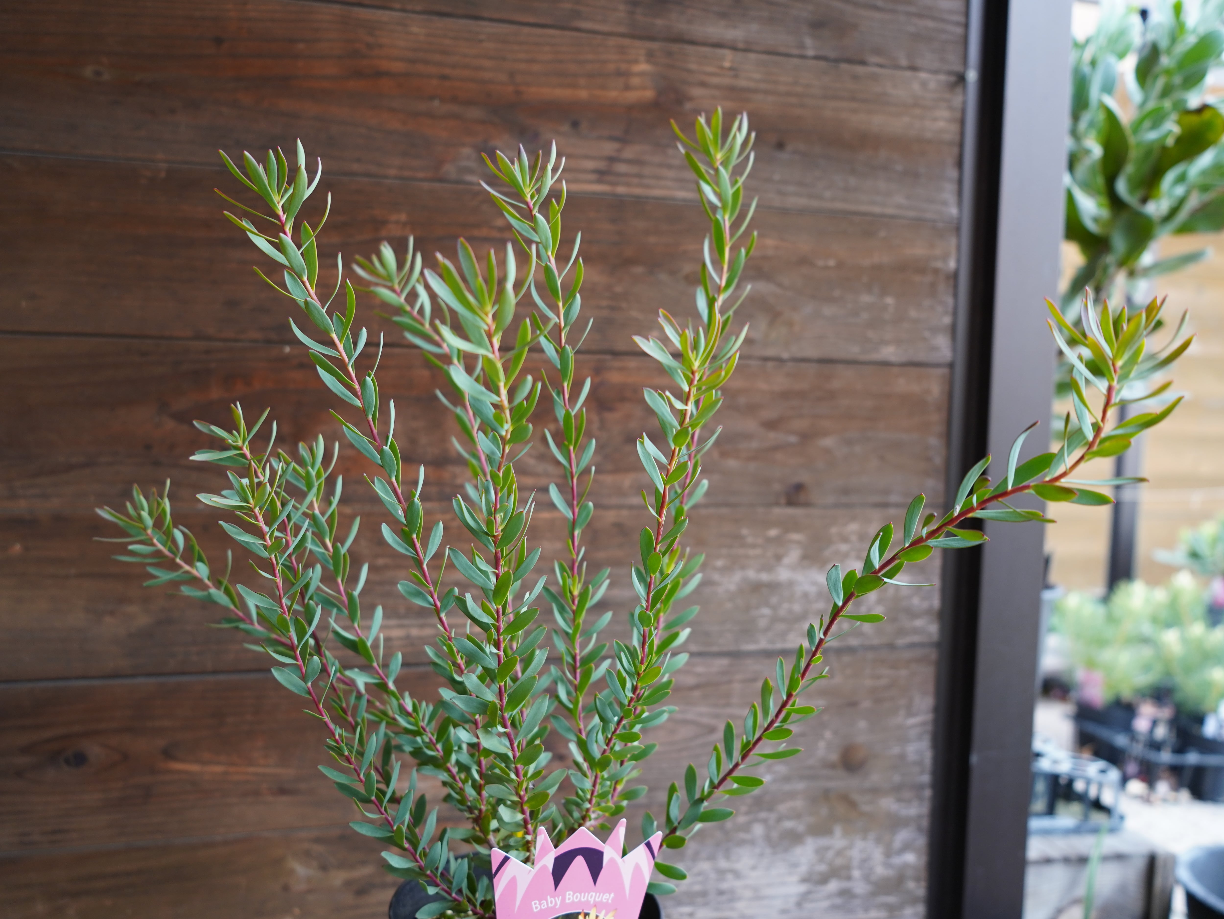 【現物】リューカデンドロン　”Baby Bouquet”