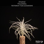 【送料無料】tectorum var.caulescens〔エアプランツ〕現品発送T4614