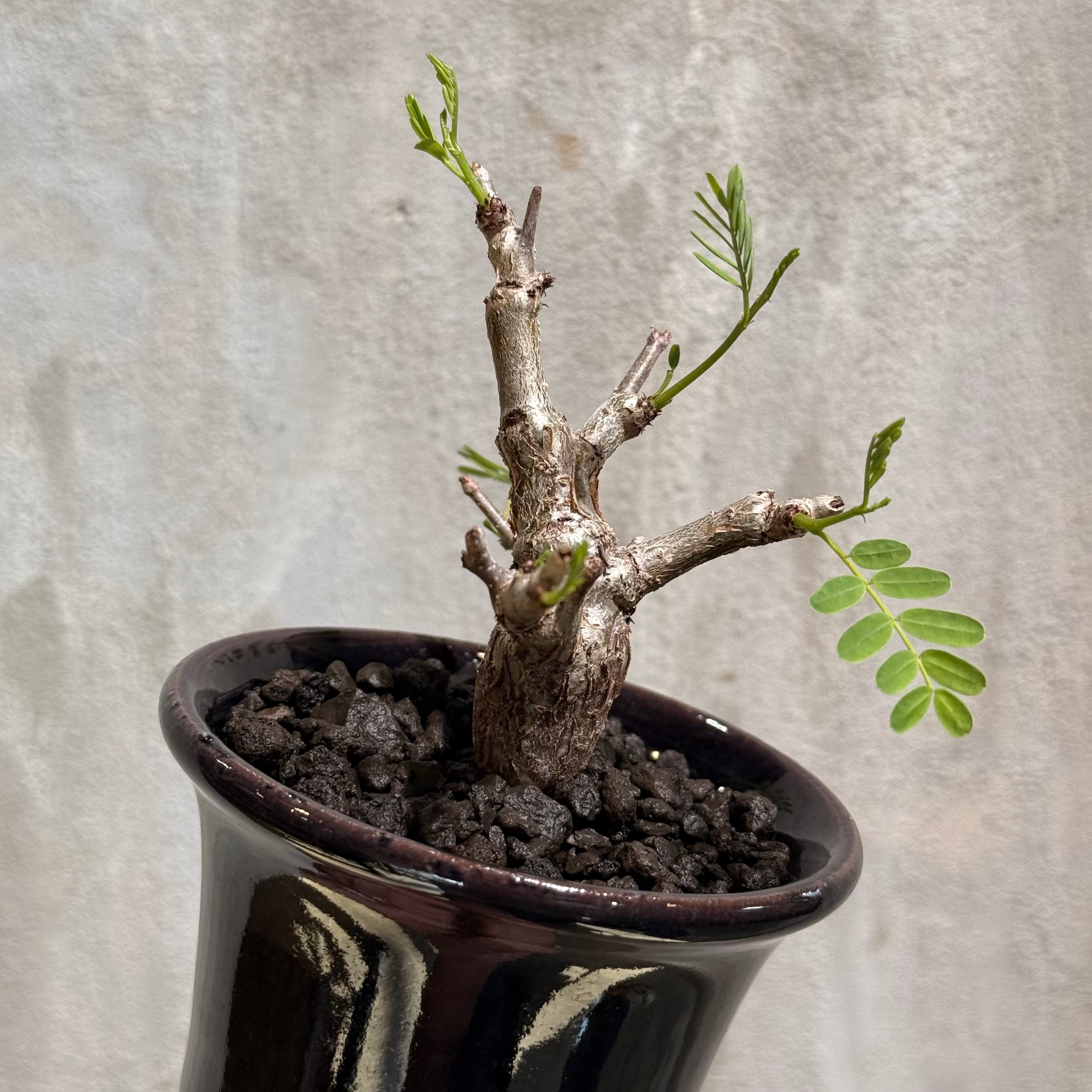 植物×鉢】センナ メリディオナリス × ARCH ネームポット | A-PLANTS