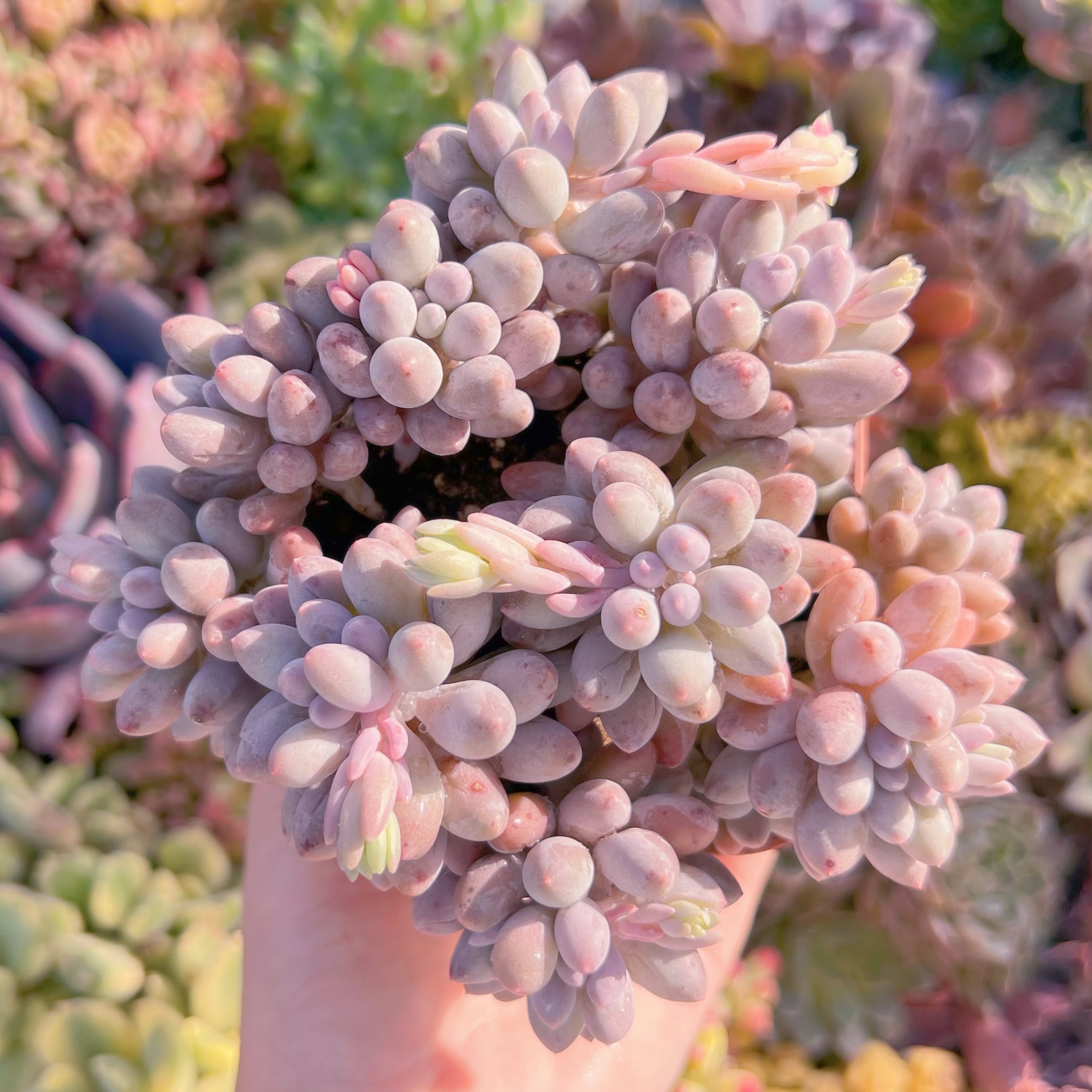 現品　ベビーフィンガー#A079　新入荷　るる農園