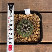 【クリアランス】【Copiapoa】サボテン　コピアポア　黒王丸実生【755】【再撮影】