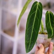 アンスリウム ワロクアーナム / Anthurium Warocqueanum㉗ / 観葉植物