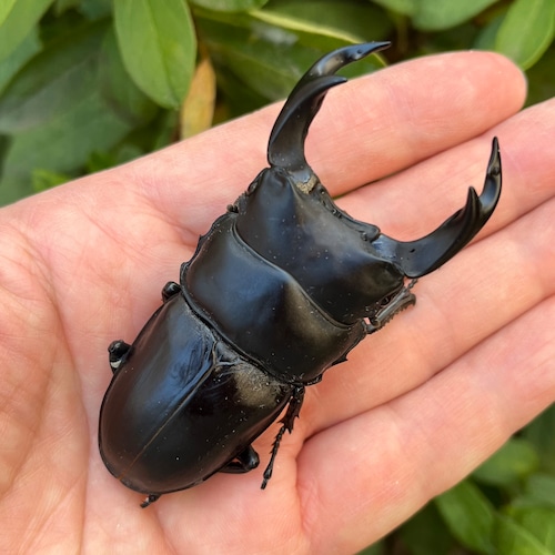 【美形・新成虫】佐賀県神埼郡神埼町産”オオクワガタペア(♂79mm) # 815311−101