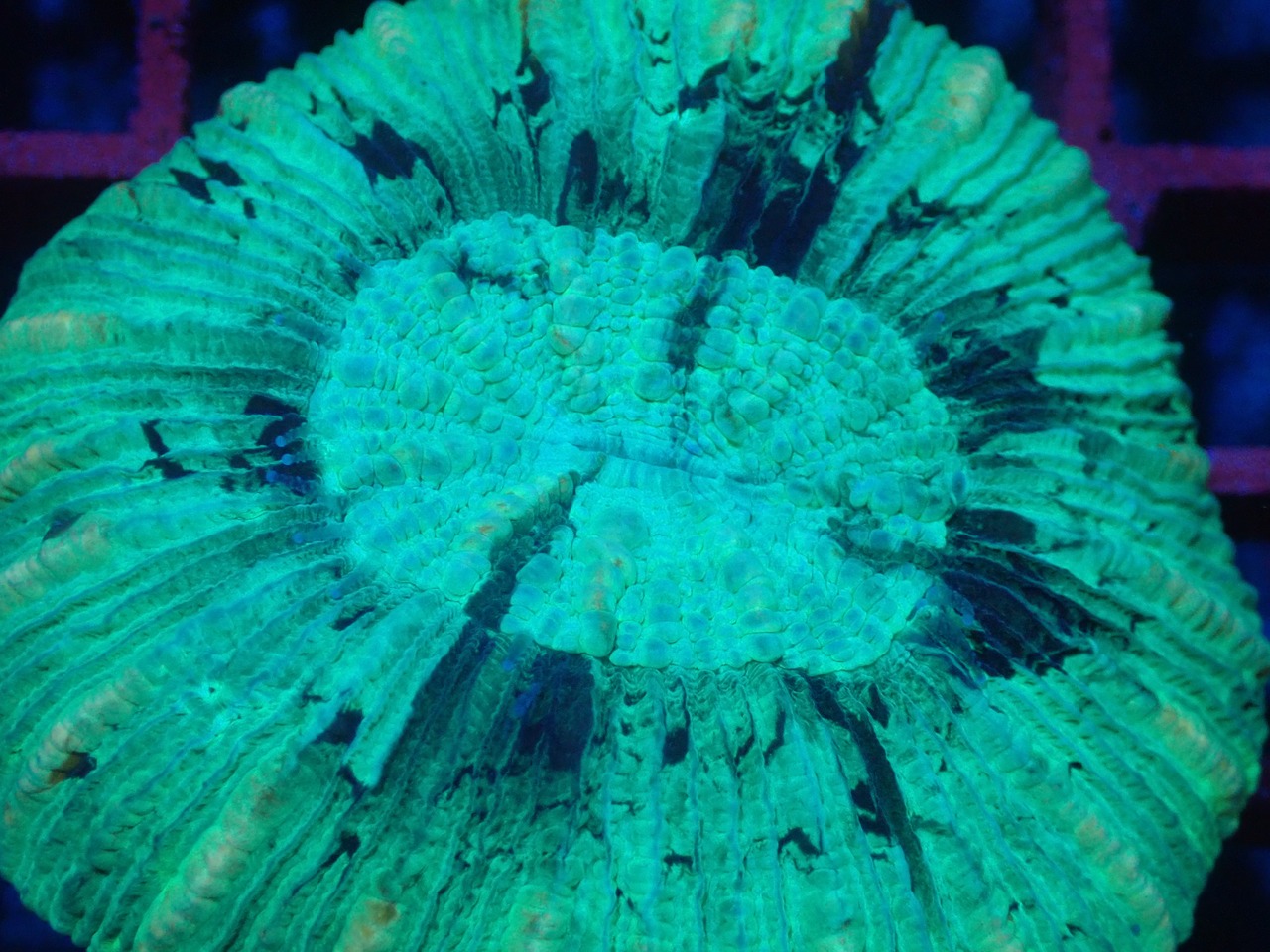寒水ブリード Trachyphyllia