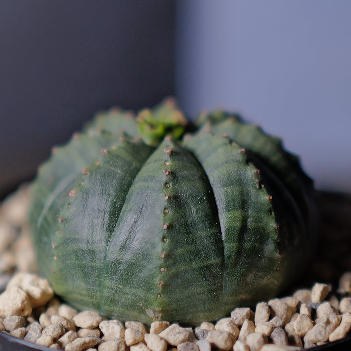 メス株 まん丸 扁平 オベサ / ユーフォルビア