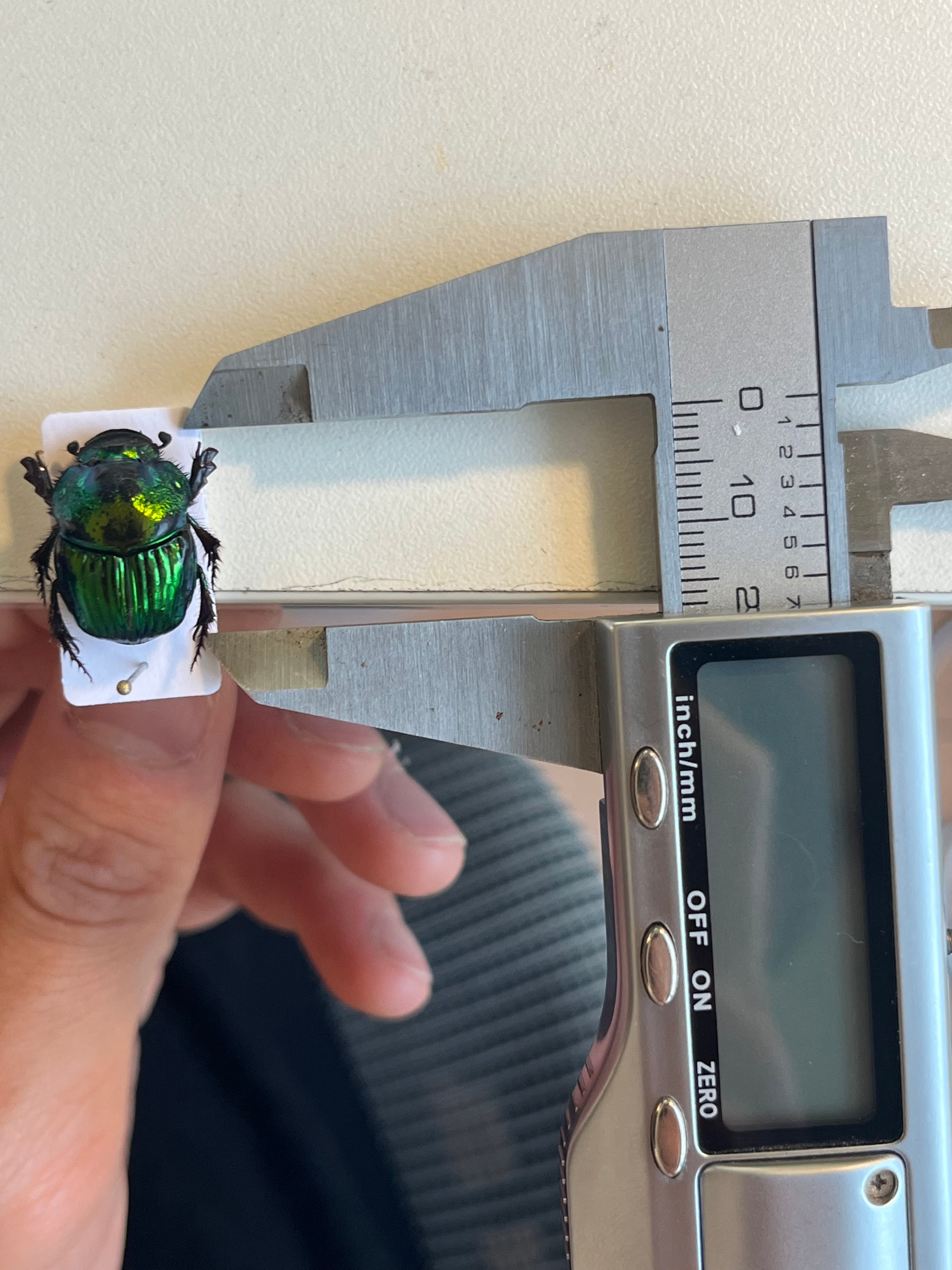 18mm♀】デーモンニジダイコクコガネムシ 糞虫フンチュウフンコロガシ