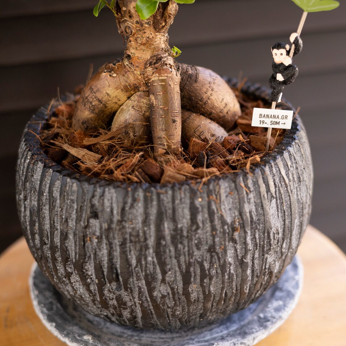 運気UP ガジュマルの木 7号 陶器鉢 ピック付 観葉植物 ガジュマル