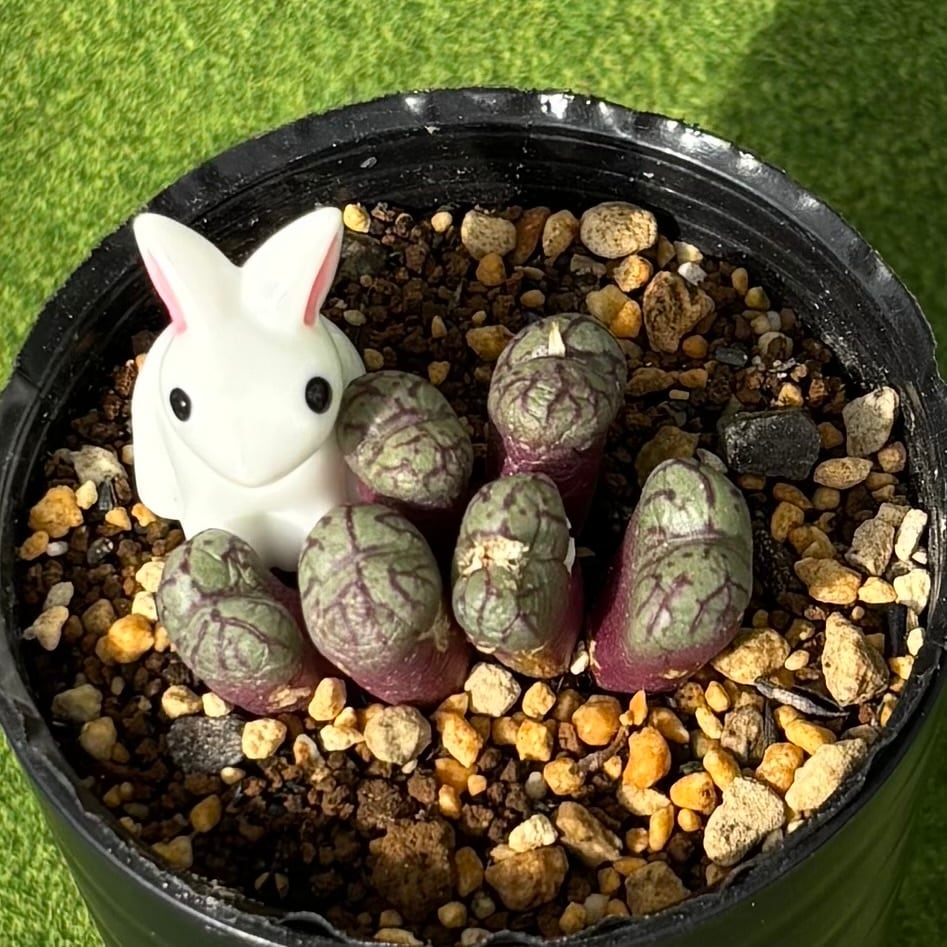 ピーチ姫（ブロンズ姫錦） | 多肉植物 豆彦商店