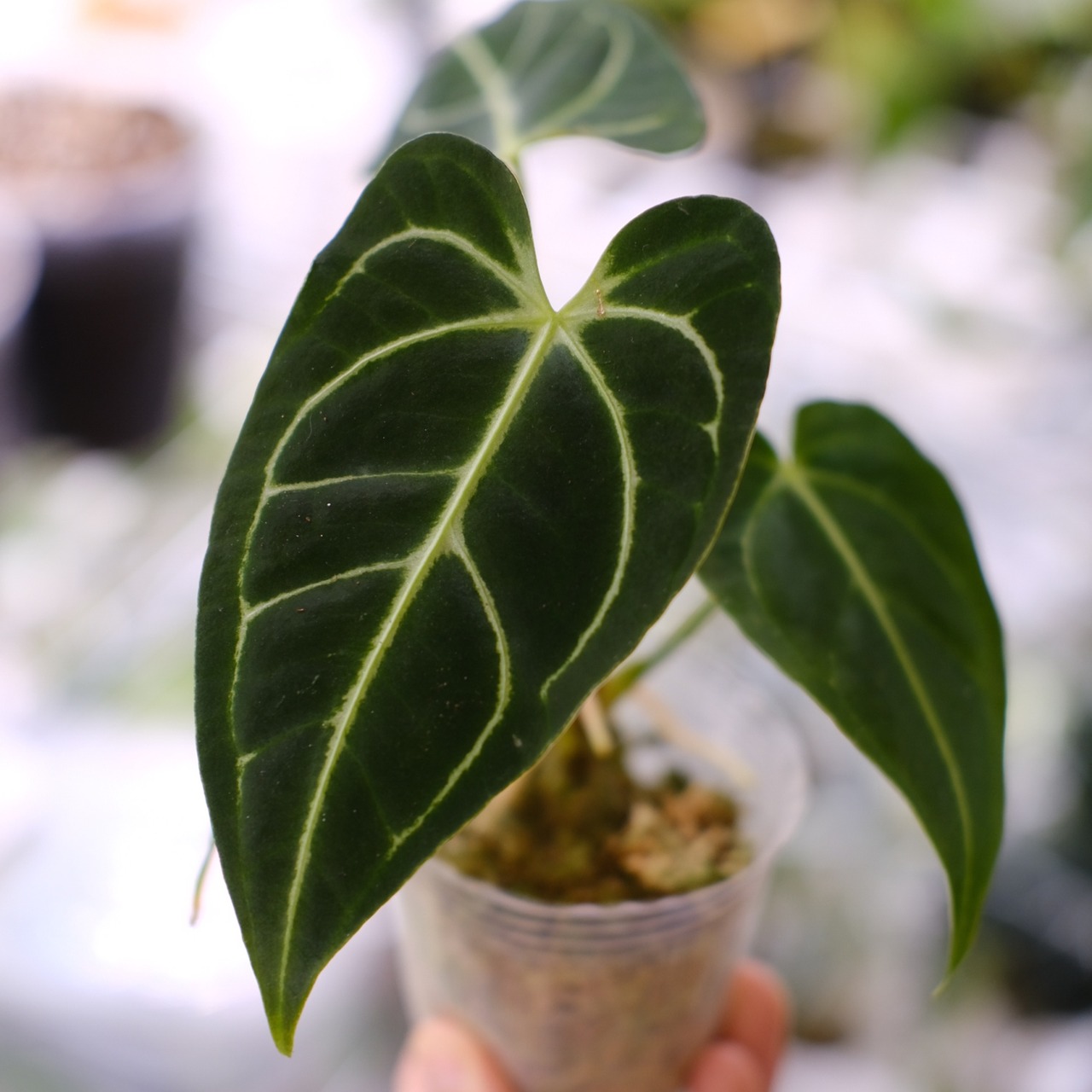 アンスリウム・レガレ / Anthurium Regale⑭│観葉植物