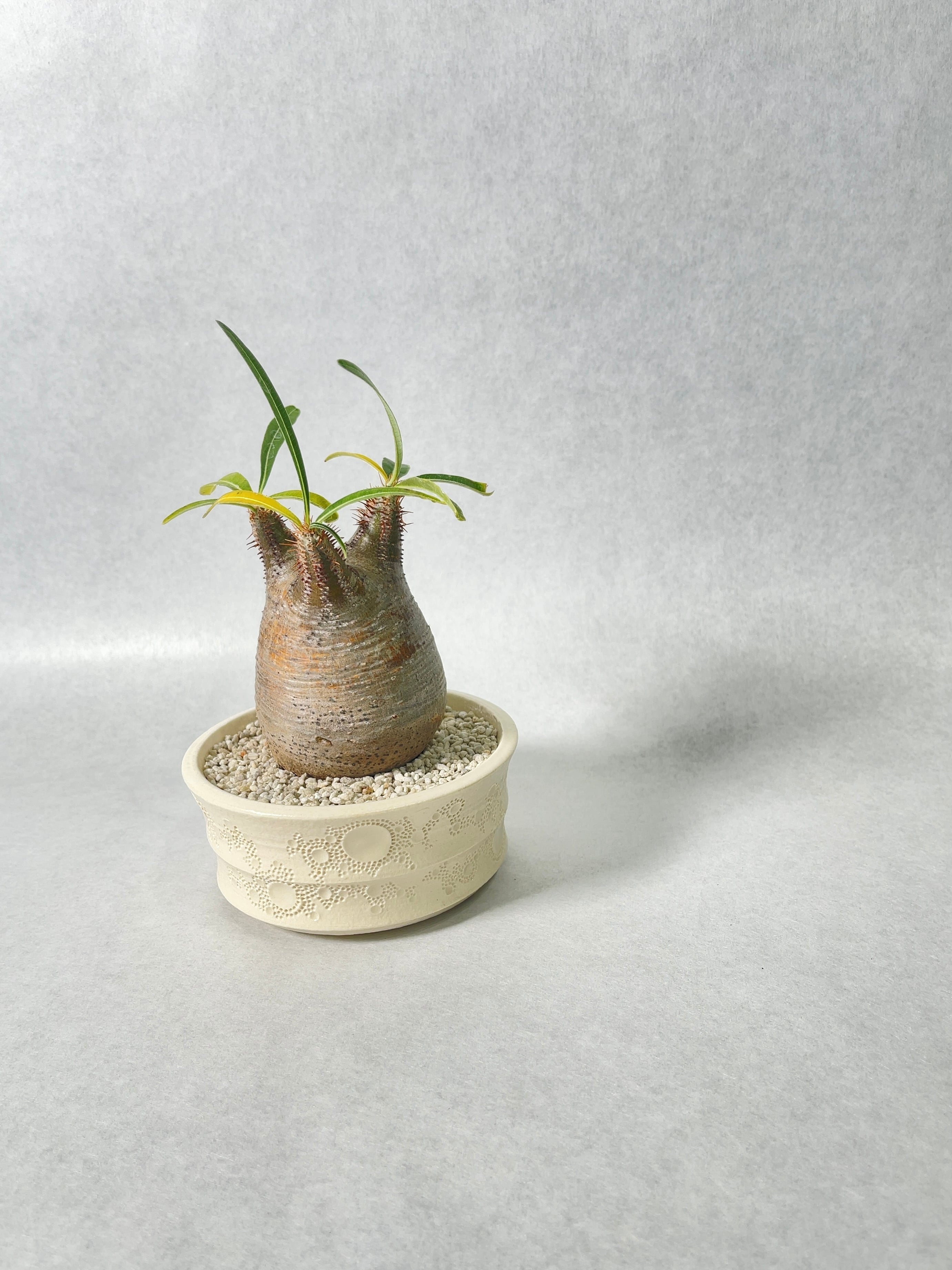 パキポディウム・グラキリス | trigger