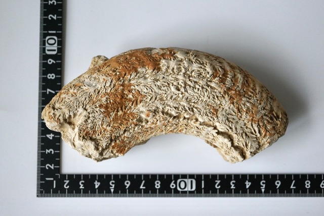 イングランド産ダクティリオセラス化石 Dactylioceras commune 1162