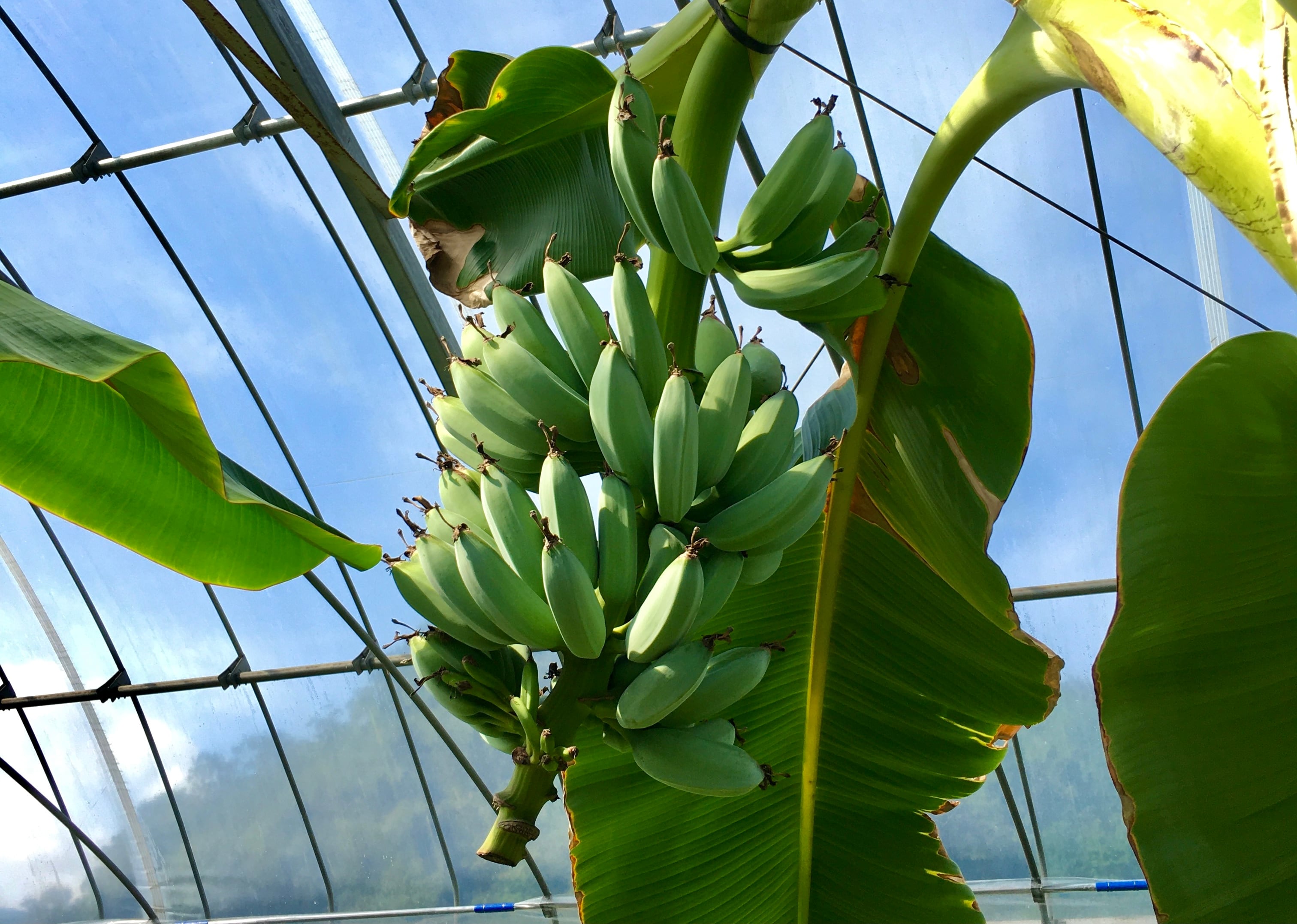 アイスクリームバナナ（ポット苗） | 熱帯果樹園 アイカネ powered by BASE