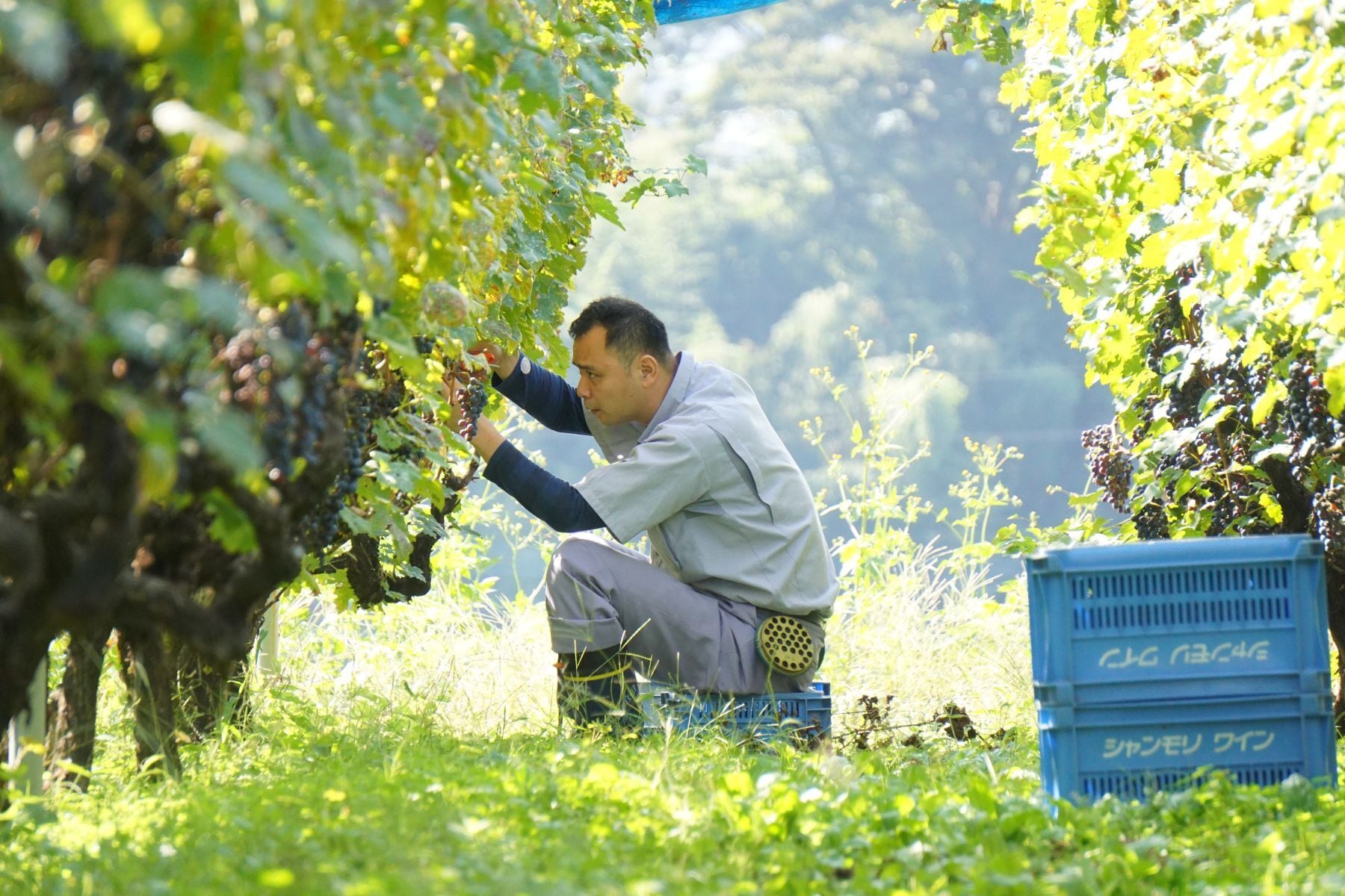 イベント　3/7(土)【盛田甲州ワイナリー　コラボディナーイベント】17:00～