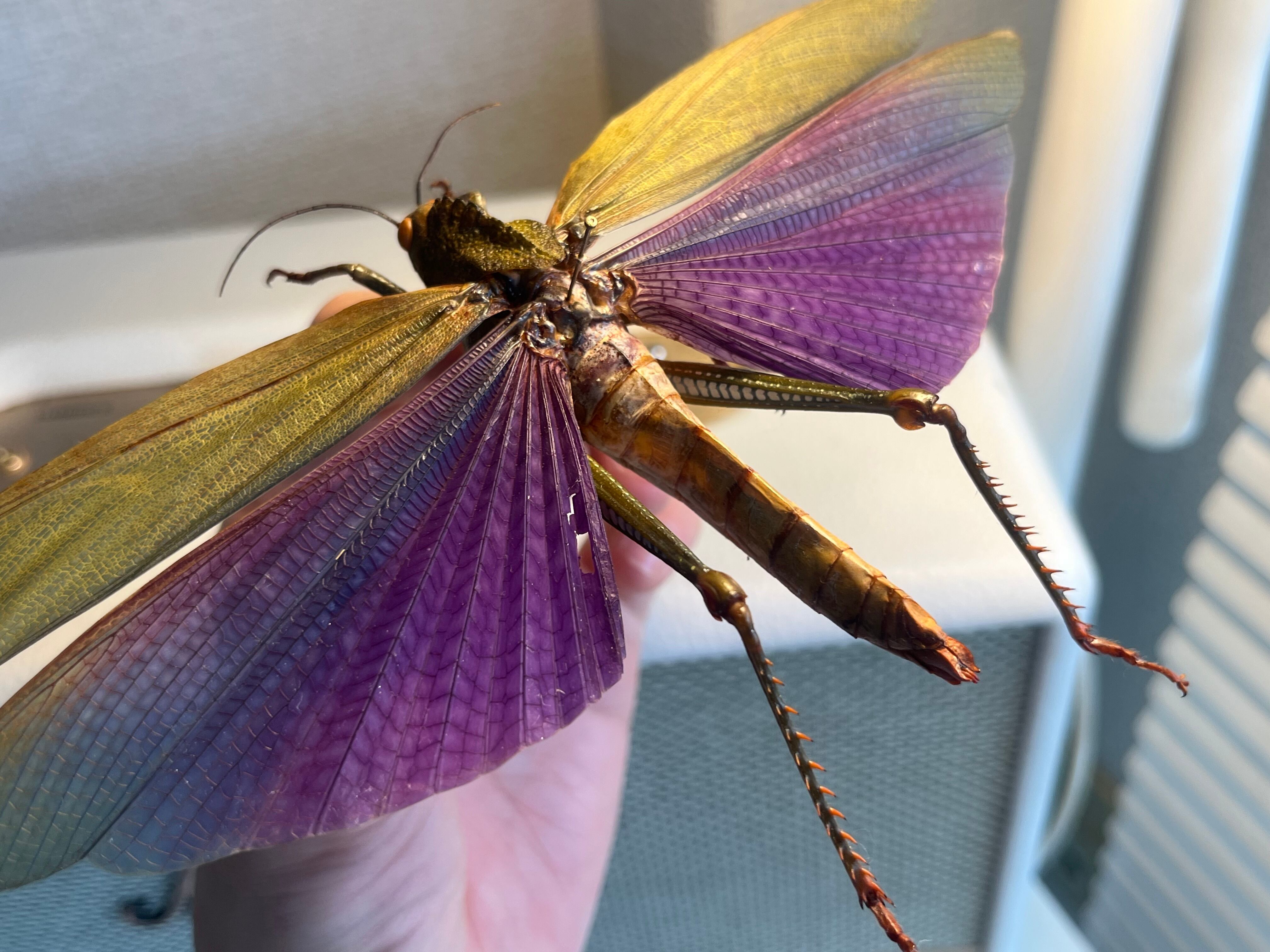 飛蝗最大級】シタムラサキオオバッタ 昆虫標本 直翅類 カマキリ