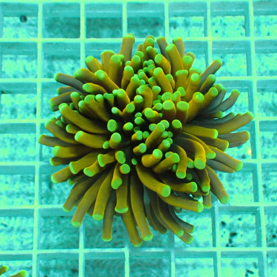 ハナサンゴ / Torch | HOUSE REEF(ハウスリーフ)サンゴ・海水魚・海藻