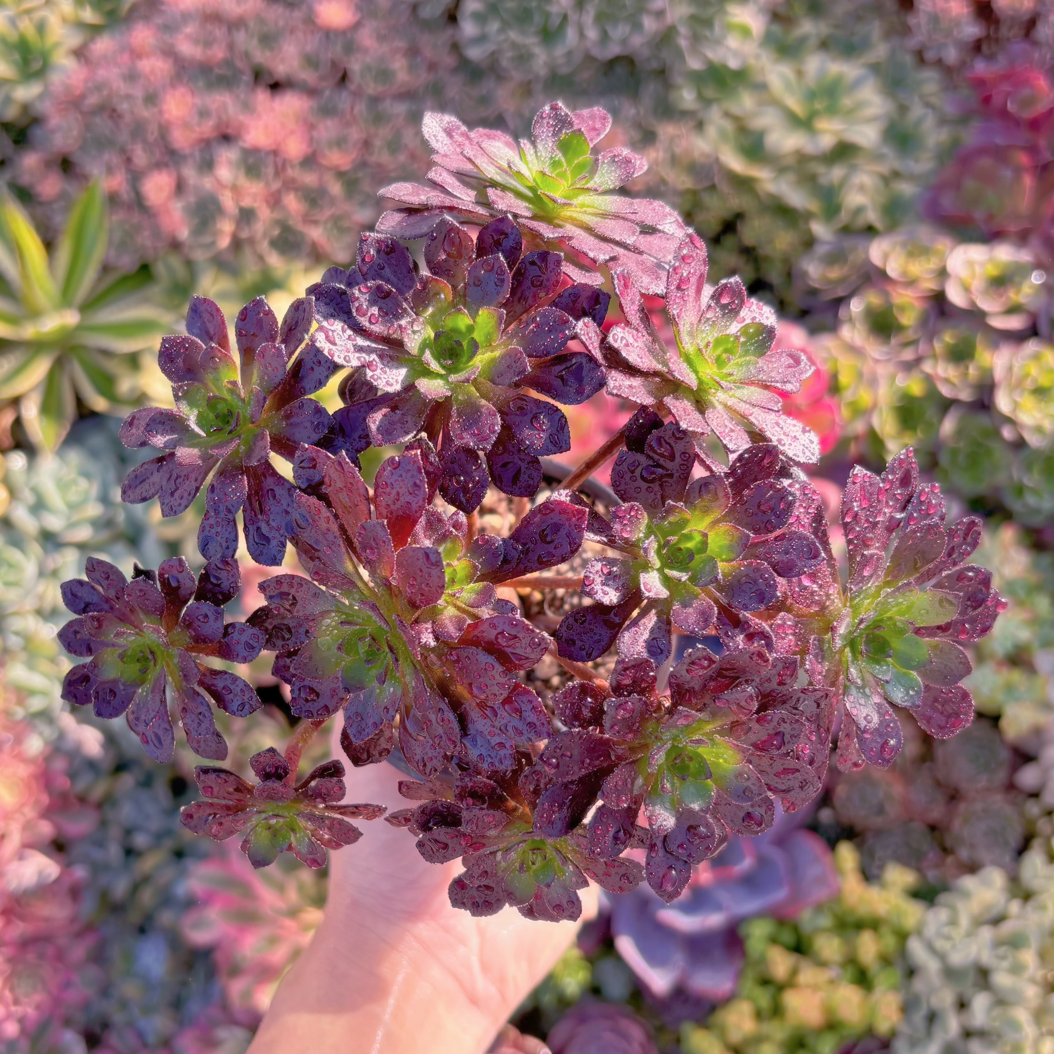 現品　紅日法師#M071　群生　新入荷　るる農園