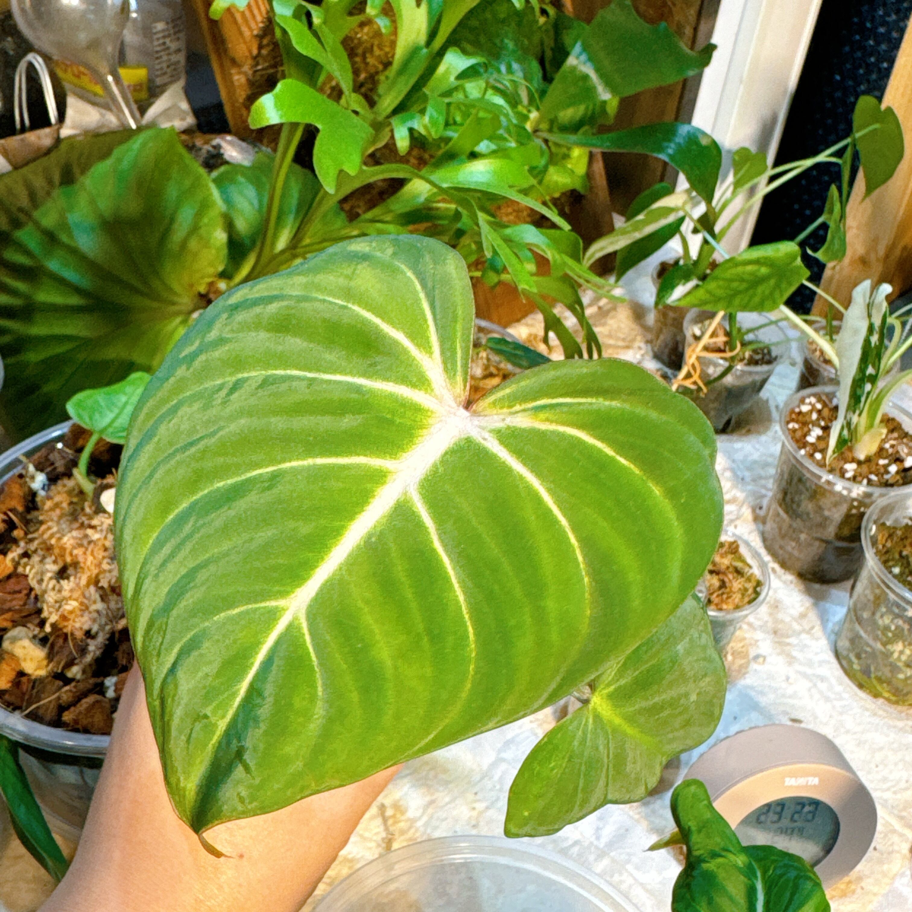 フィロデンドロンゴールデン　ドラゴン　斑入り コレクション】フィロデンドロン 'ゴールデンドラゴン' 斑入り – RARE