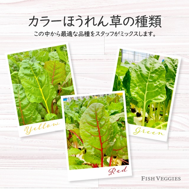 【FISH VEGGIES】クリスマスツリーサラダセット　パーティ・お祝いにピッタリ！化学肥料/農薬不使用だから安心して食べられる