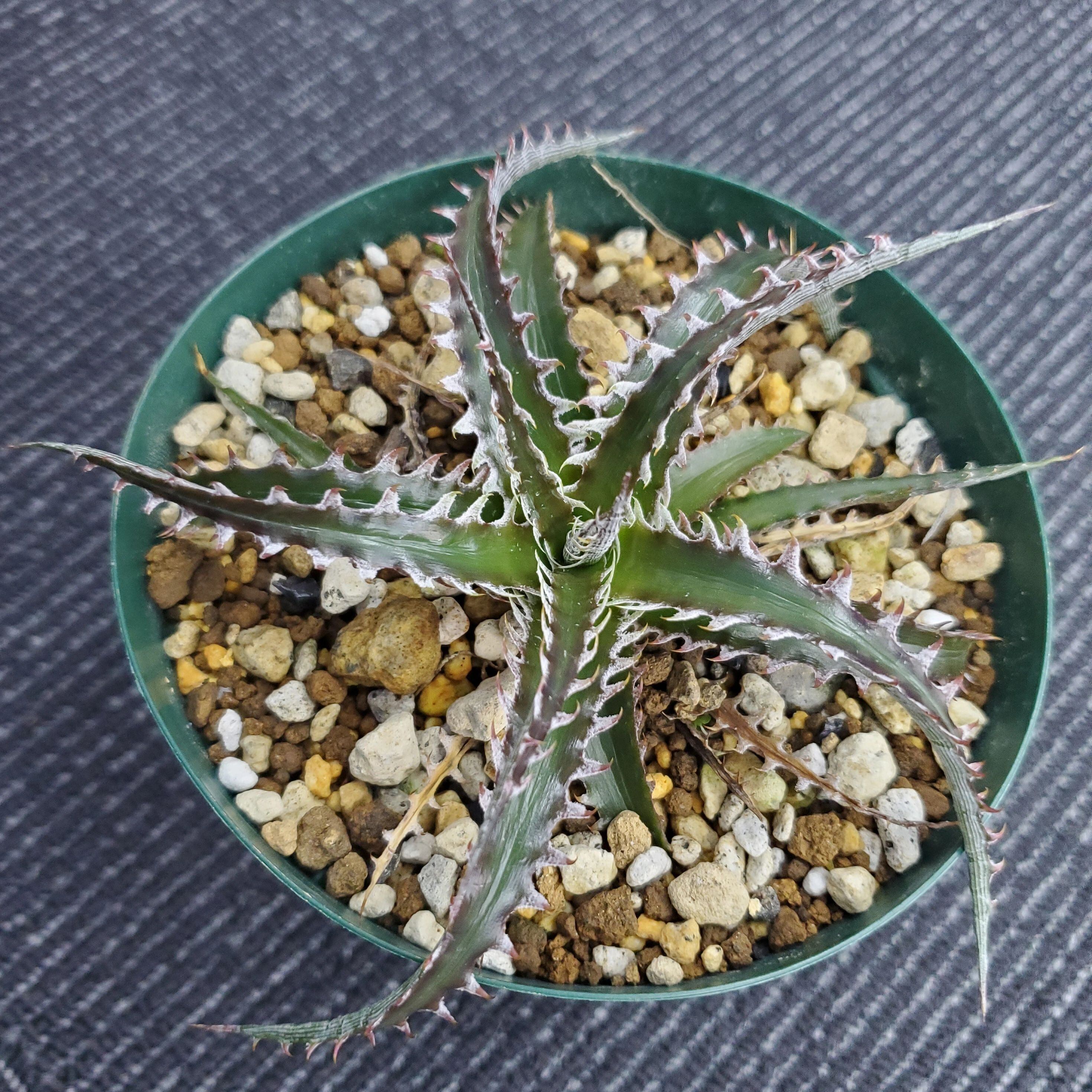 a0414_【Otto #02】Dyckia dawsonii Hybrid 'Purple Silver' x 'Big