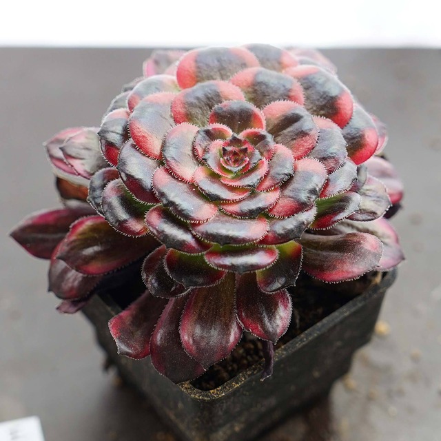 抜き苗 ダンシングビューティ Aeonium 'WuTianji'