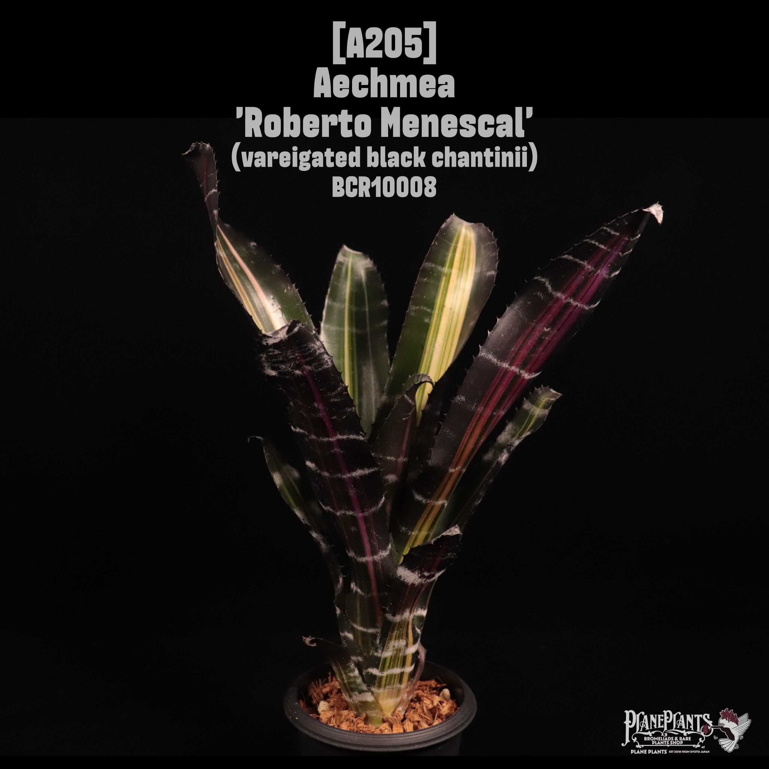 Aechmea 'Roberto Menescal'〔エクメア〕A204 | plane plants