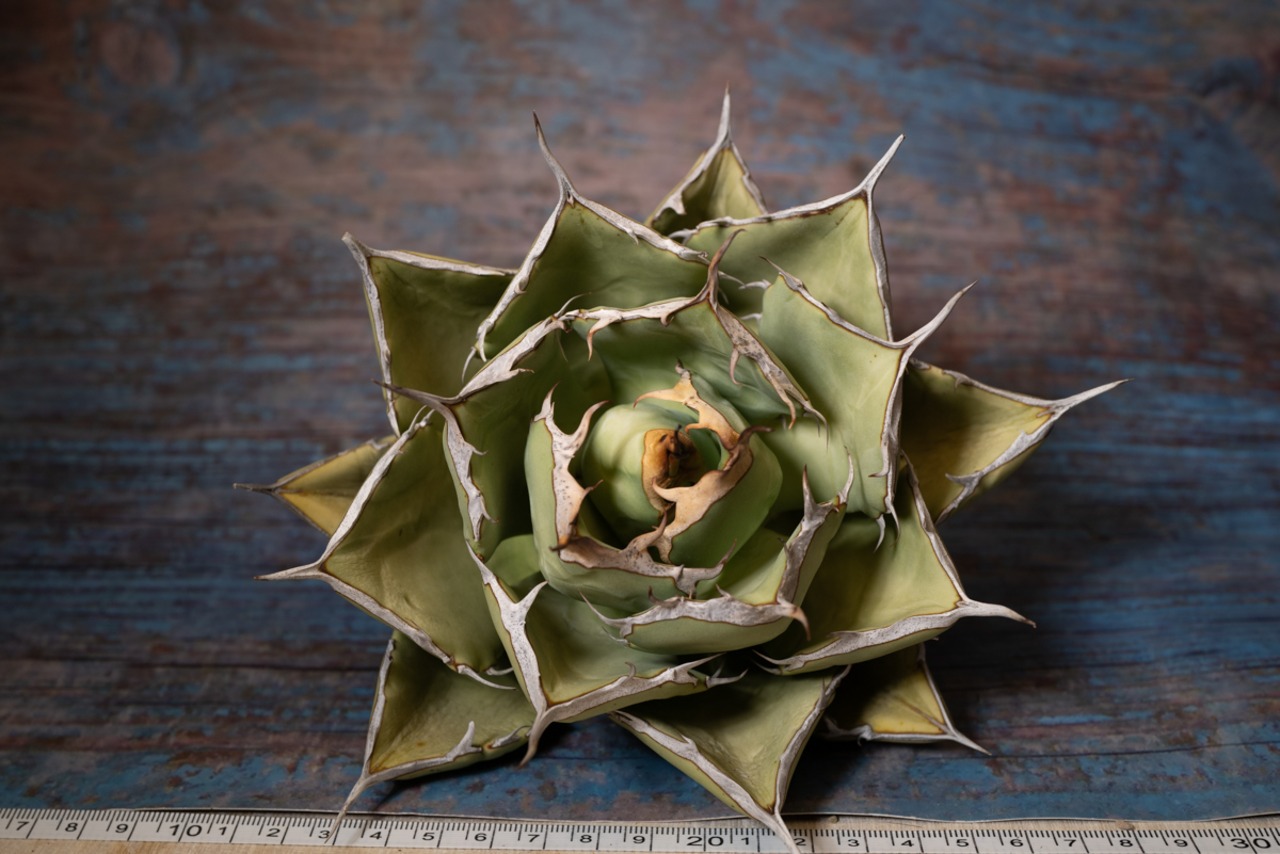 アガベ チタノタ ノーネーム⑤ 画像10
