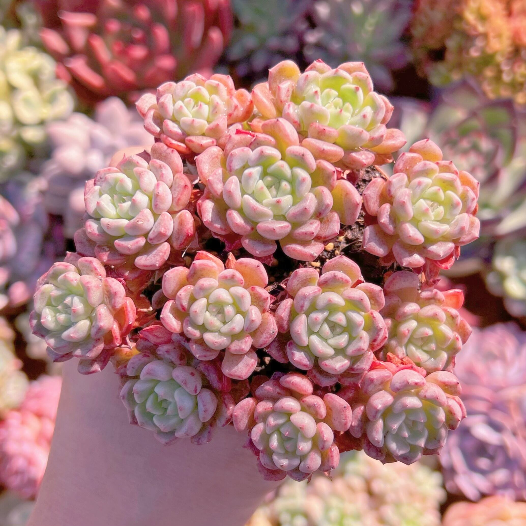 多肉植物 スノーピーチ 群生 新入荷 るる農園 | るる農園~多肉植物専門