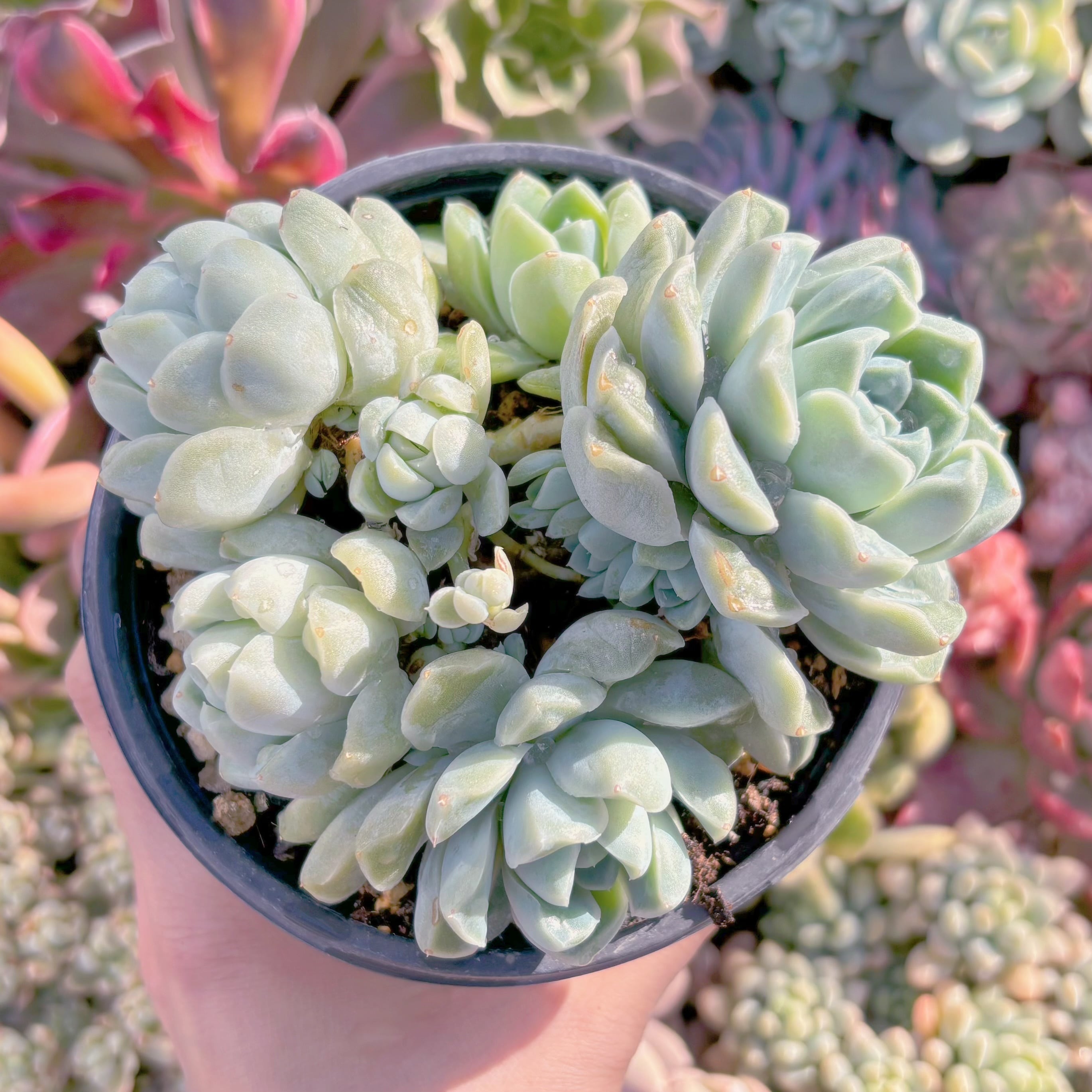 現品　Dodoli#2205　新入荷　るる農園