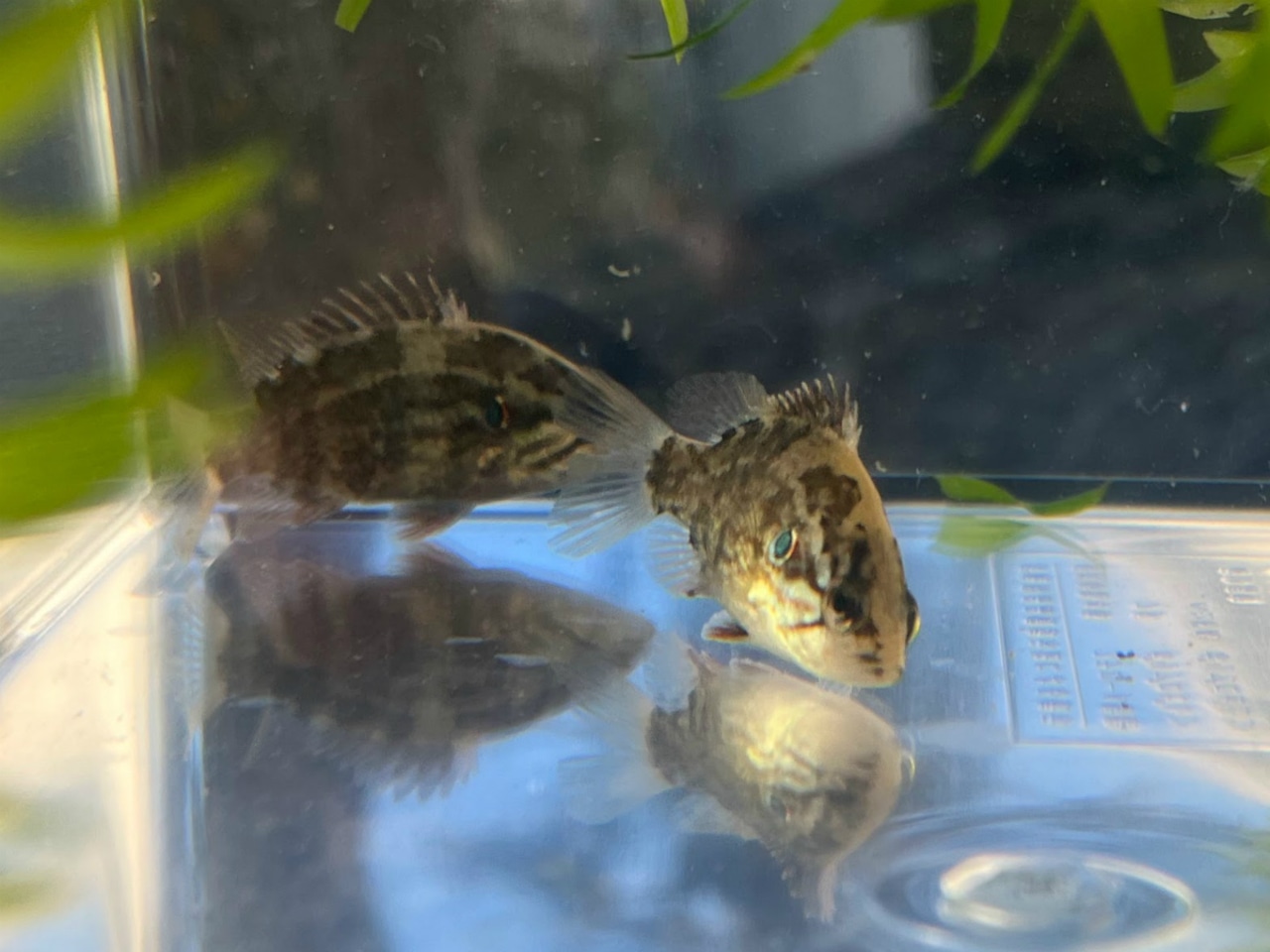(淡水魚)大きめ オヤニラミ 5~8cm±(1匹)【生体】