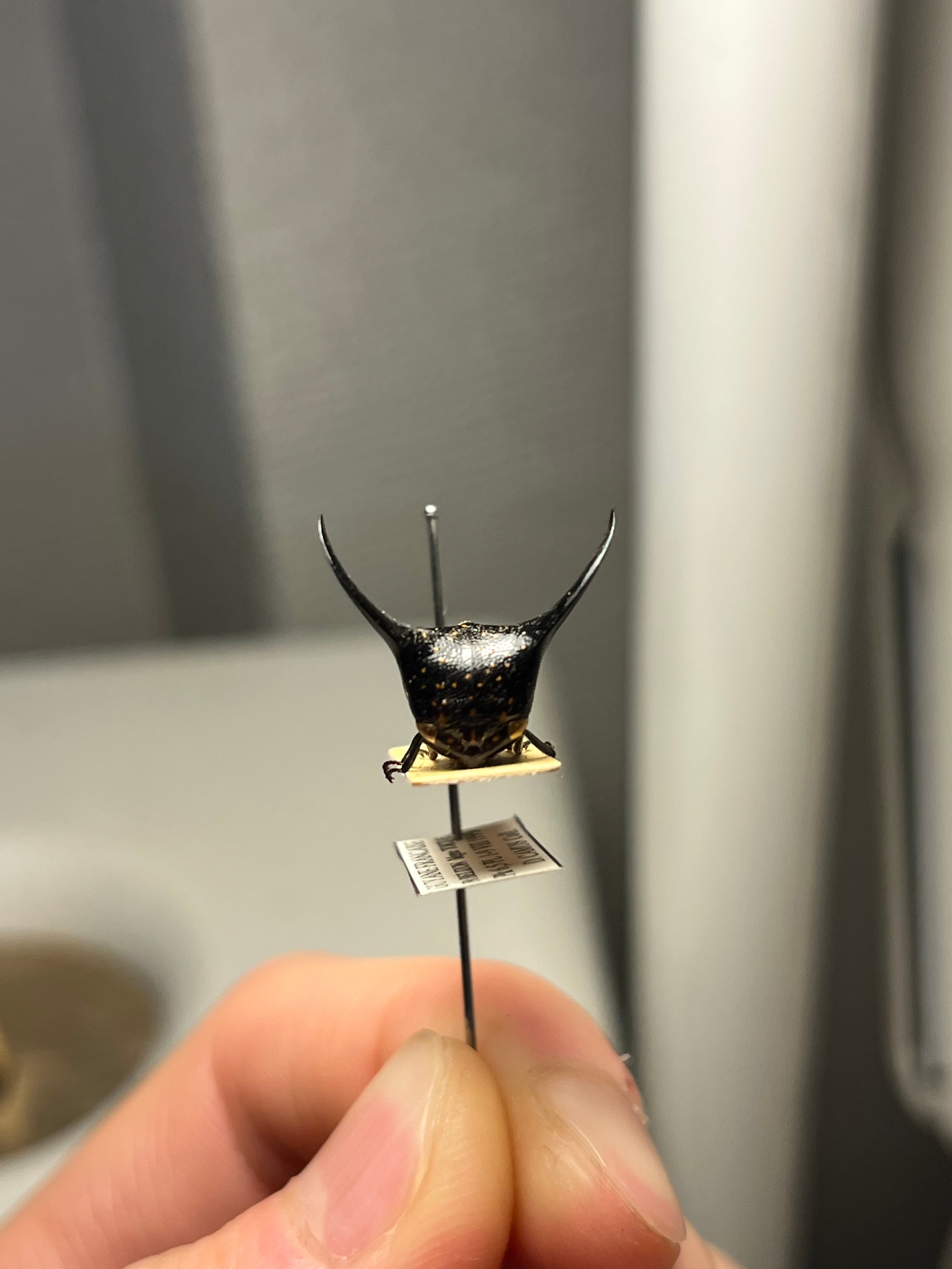 角蝉最大種】Hemikyptha marginata ツノゼミ セミ ホタル 蛍 タマムシ