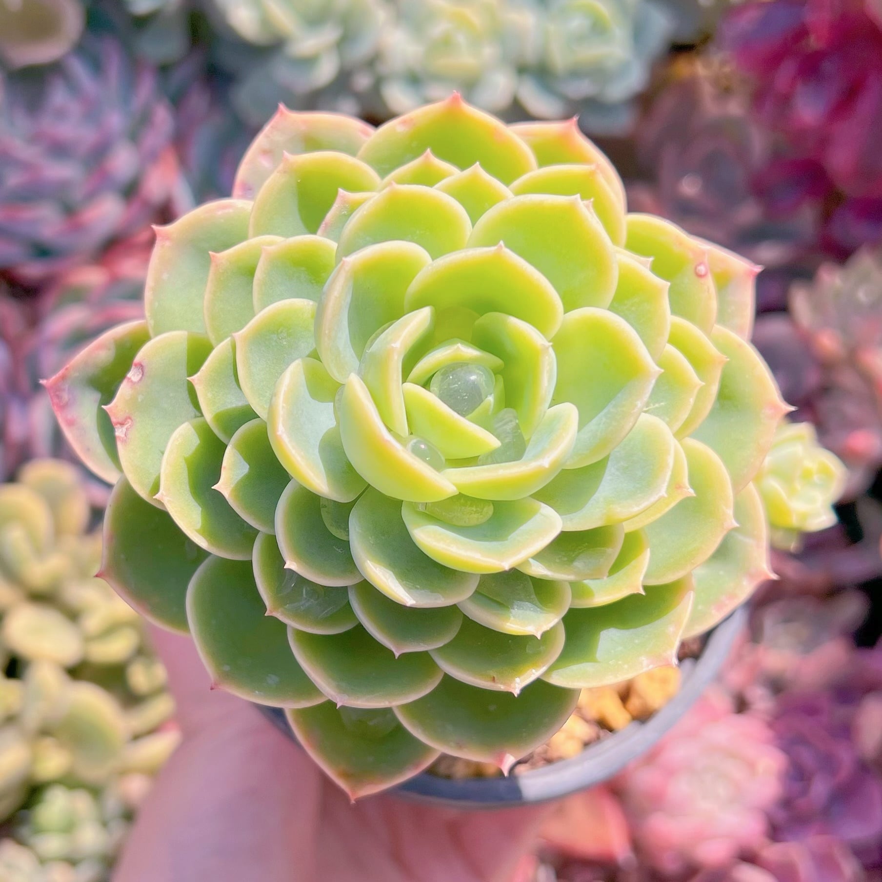 現品　メロン#610　るる農園