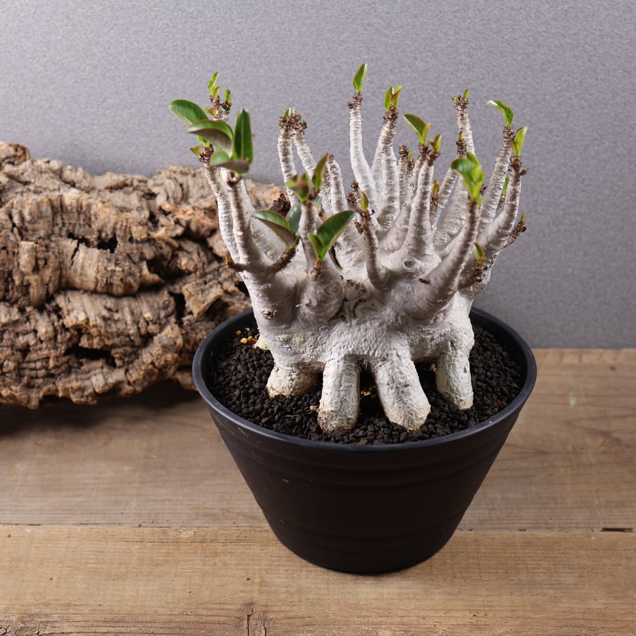 655『特大アデニウム アラビカム』観葉植物【送料無料】 | MARX PLANTS