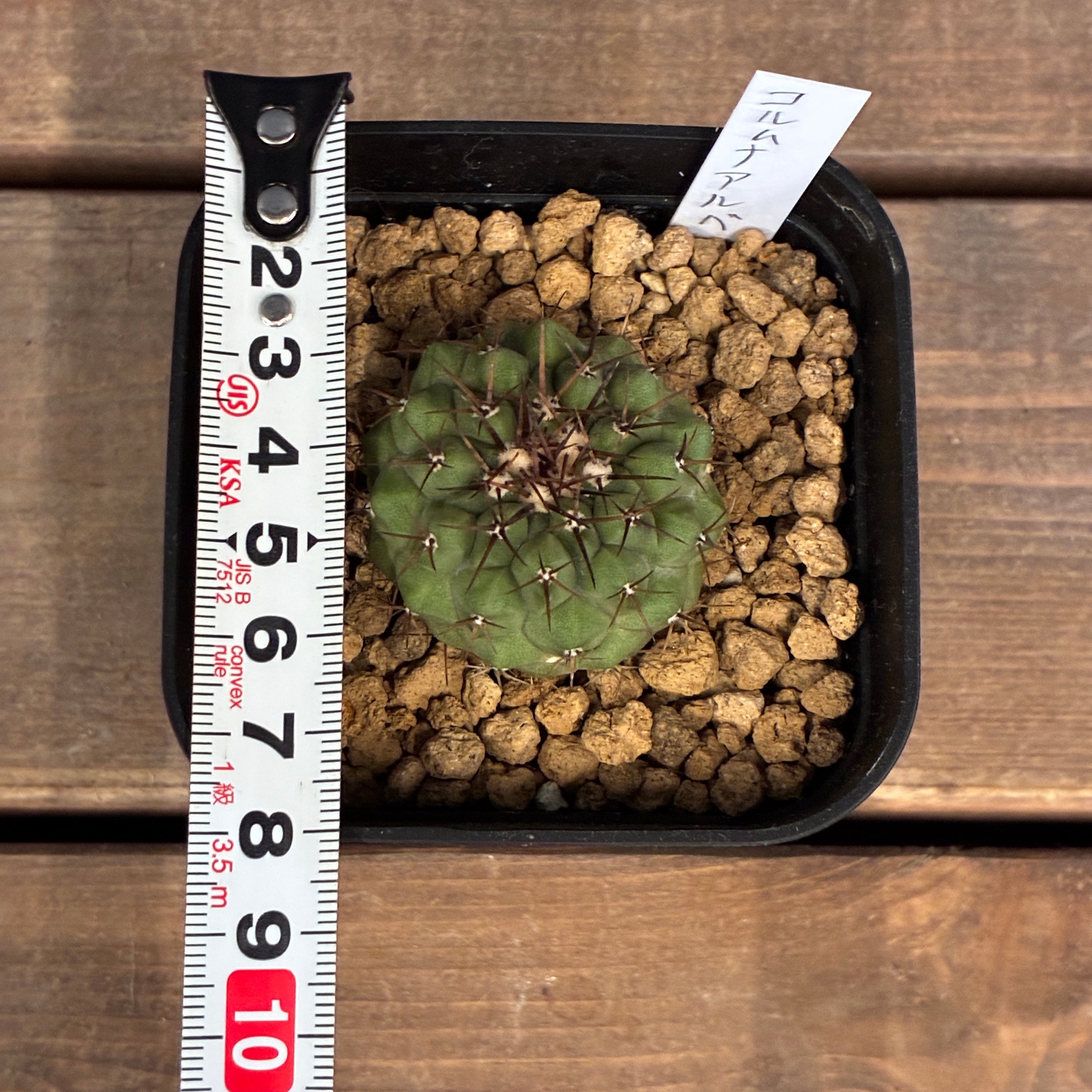 Copiapoa】サボテン コピアポア コルムナアルバ 孤竜丸 実生【561