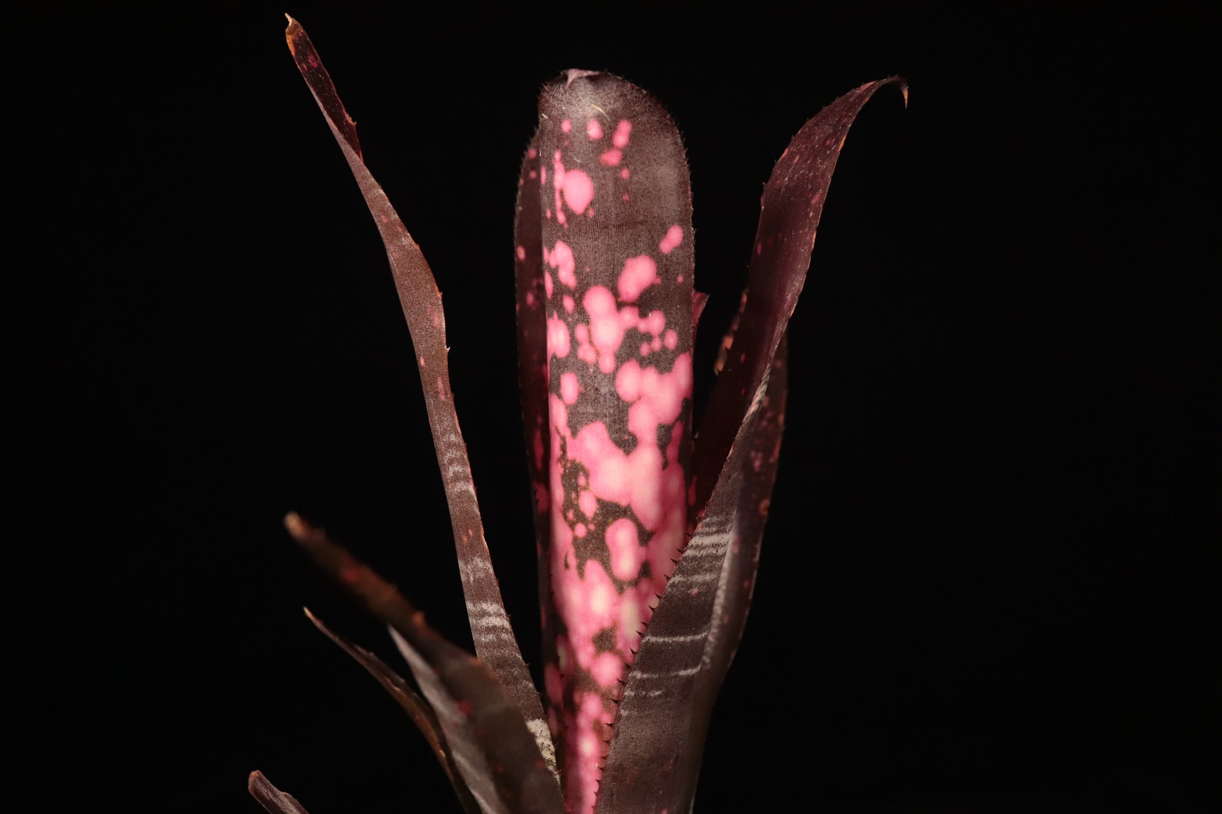 Billbergia 'Incendiary Delight'〔ビルベルギア〕B327 | plane plants